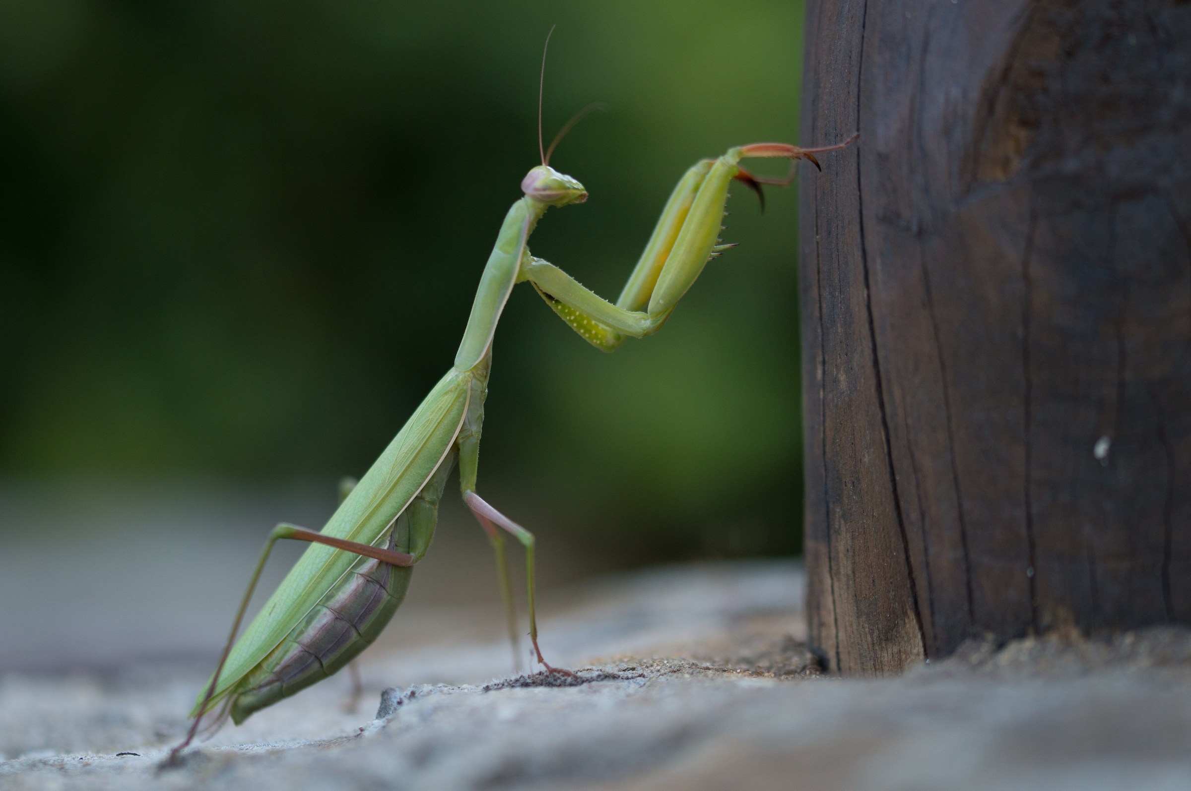 Mantis religiosa
