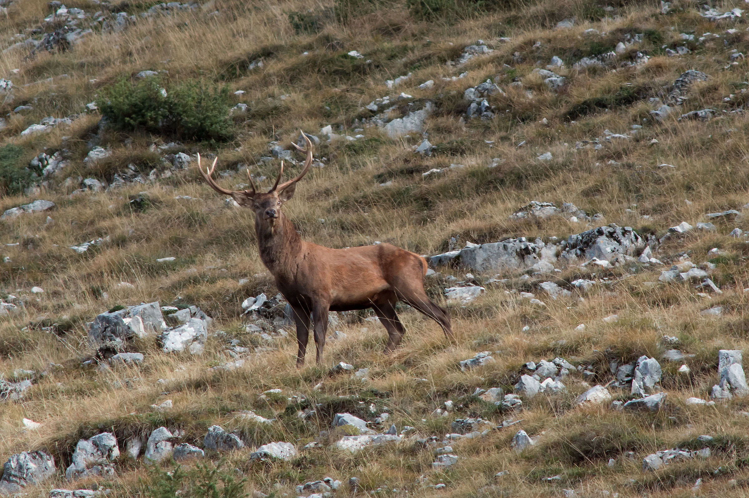 Cervo curioso di avermi notato