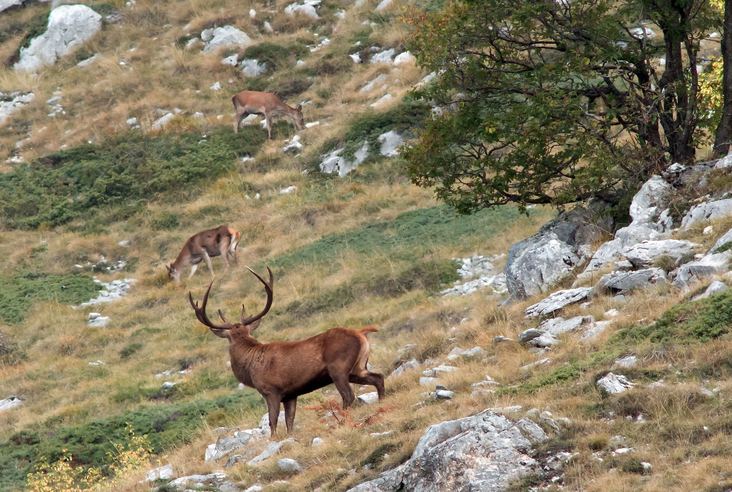 Insieme alle sue compagne