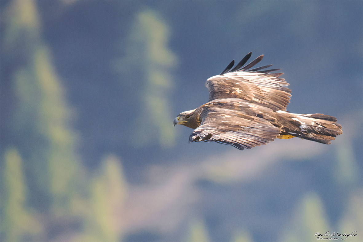 The Royal in autumn colors ...
