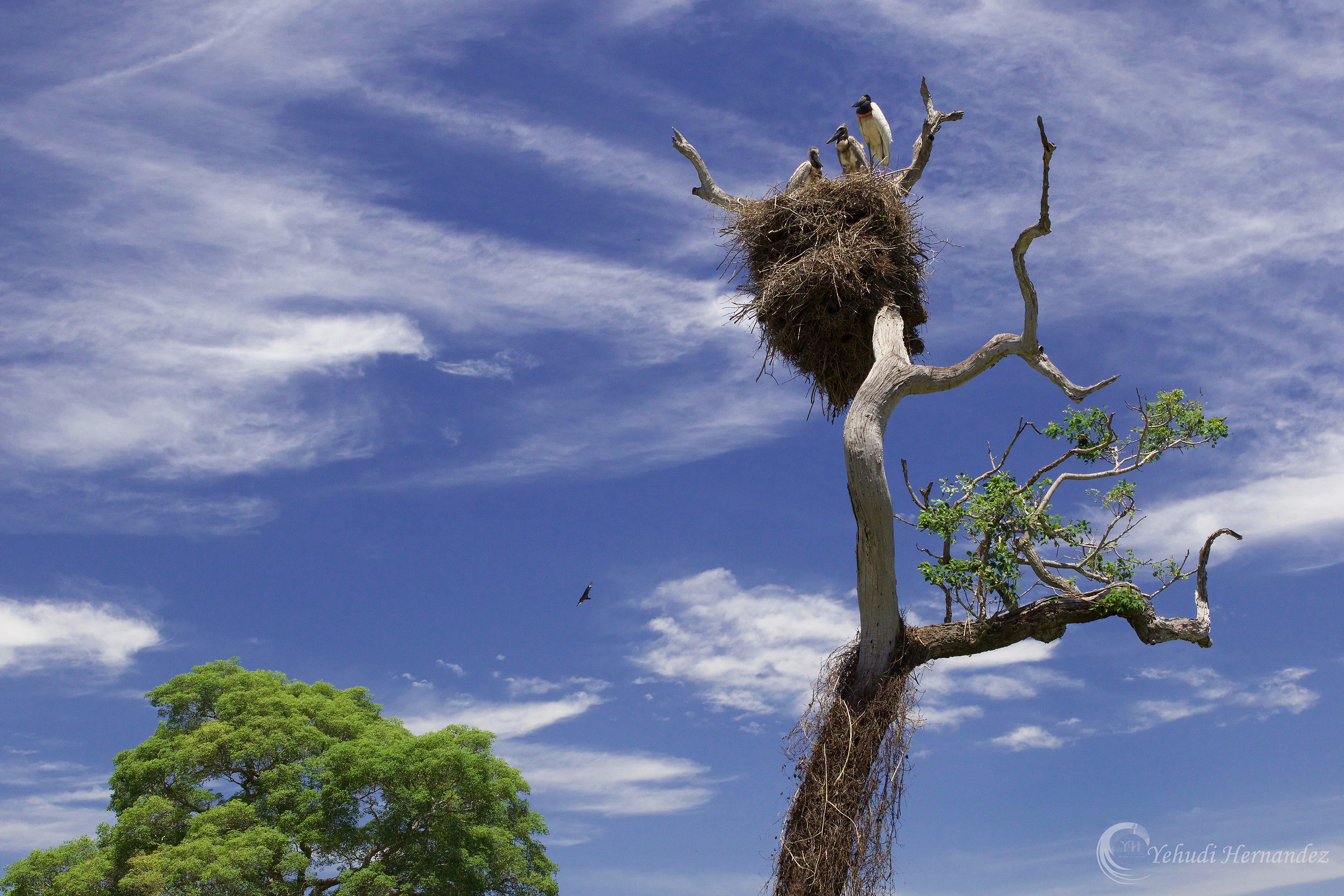 Jabiru nest