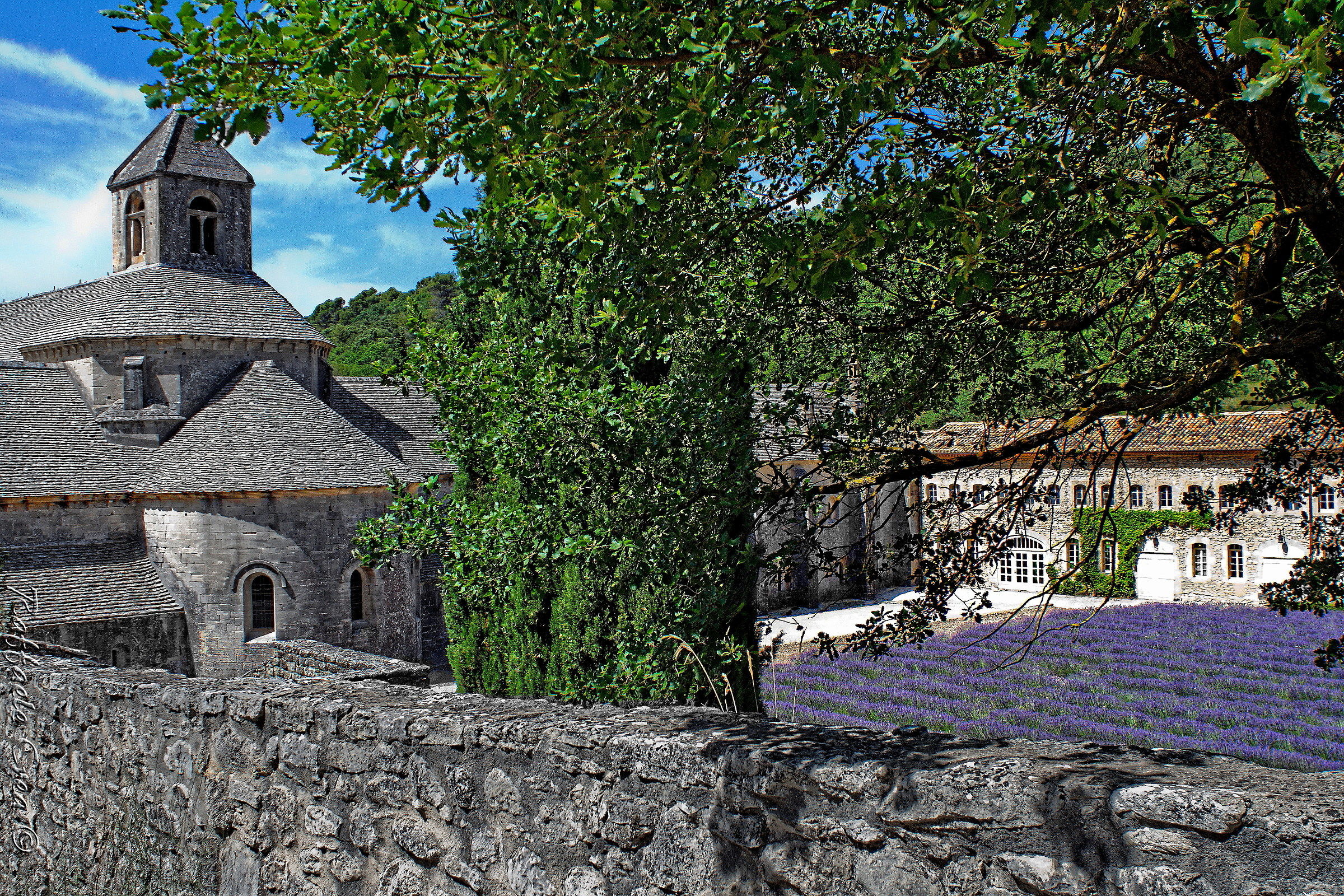 Provenza.Abbazia di Senanque