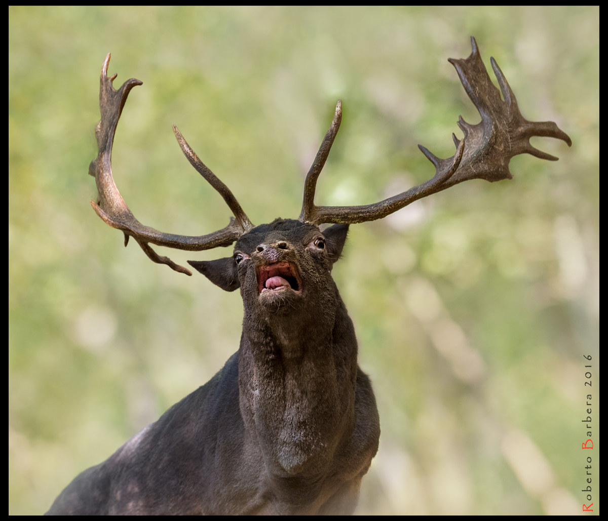 The bellowing Deer Palancone