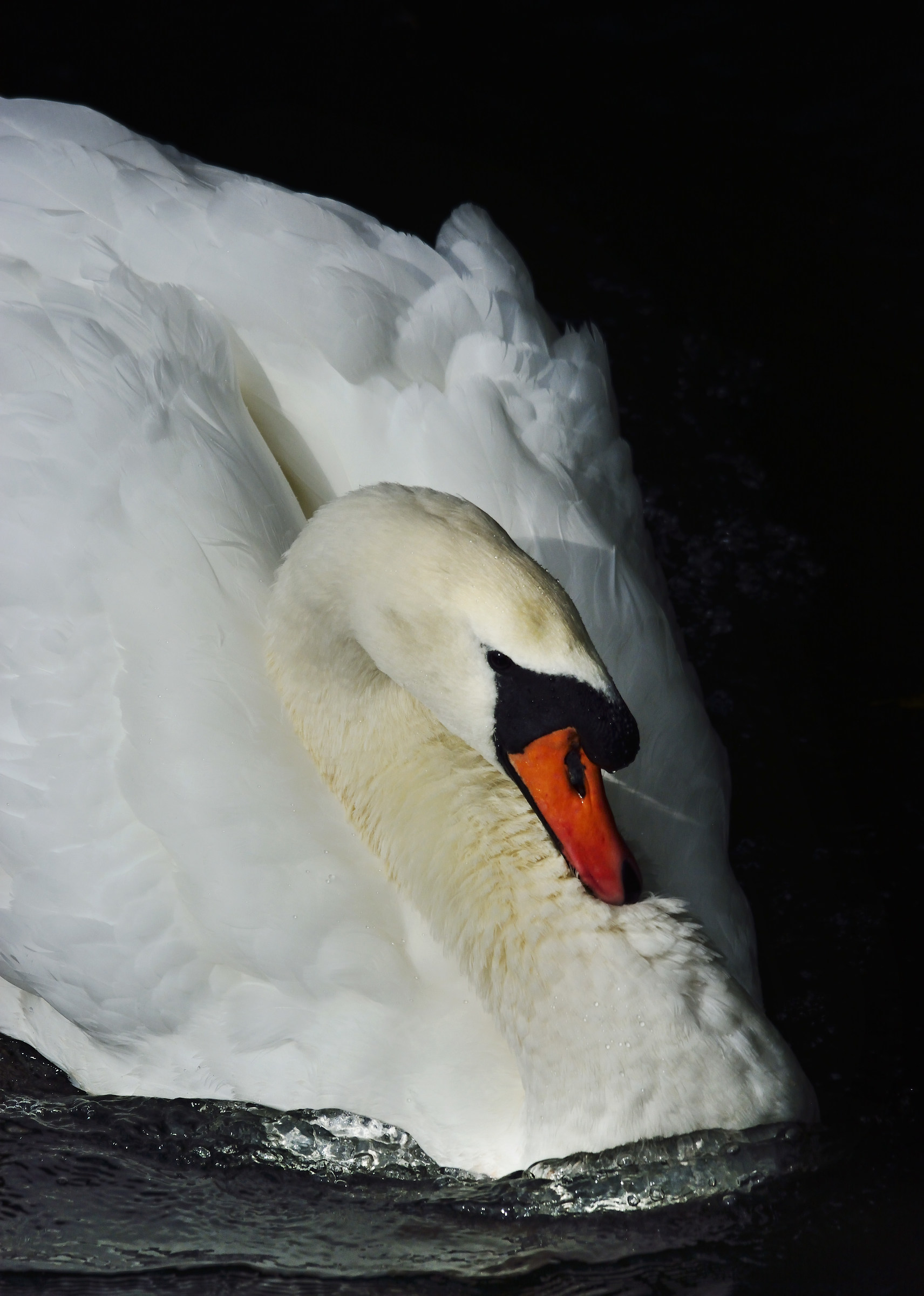 L'Angelo scivolate Serenly