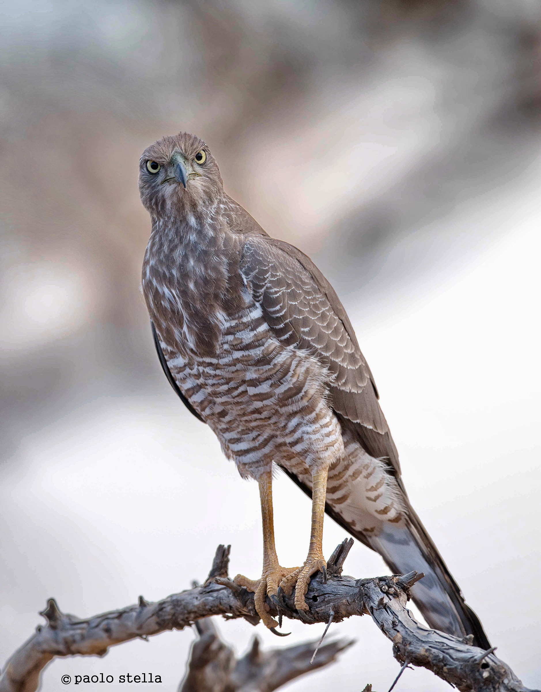 Goshawk (Accipiter gentilis)