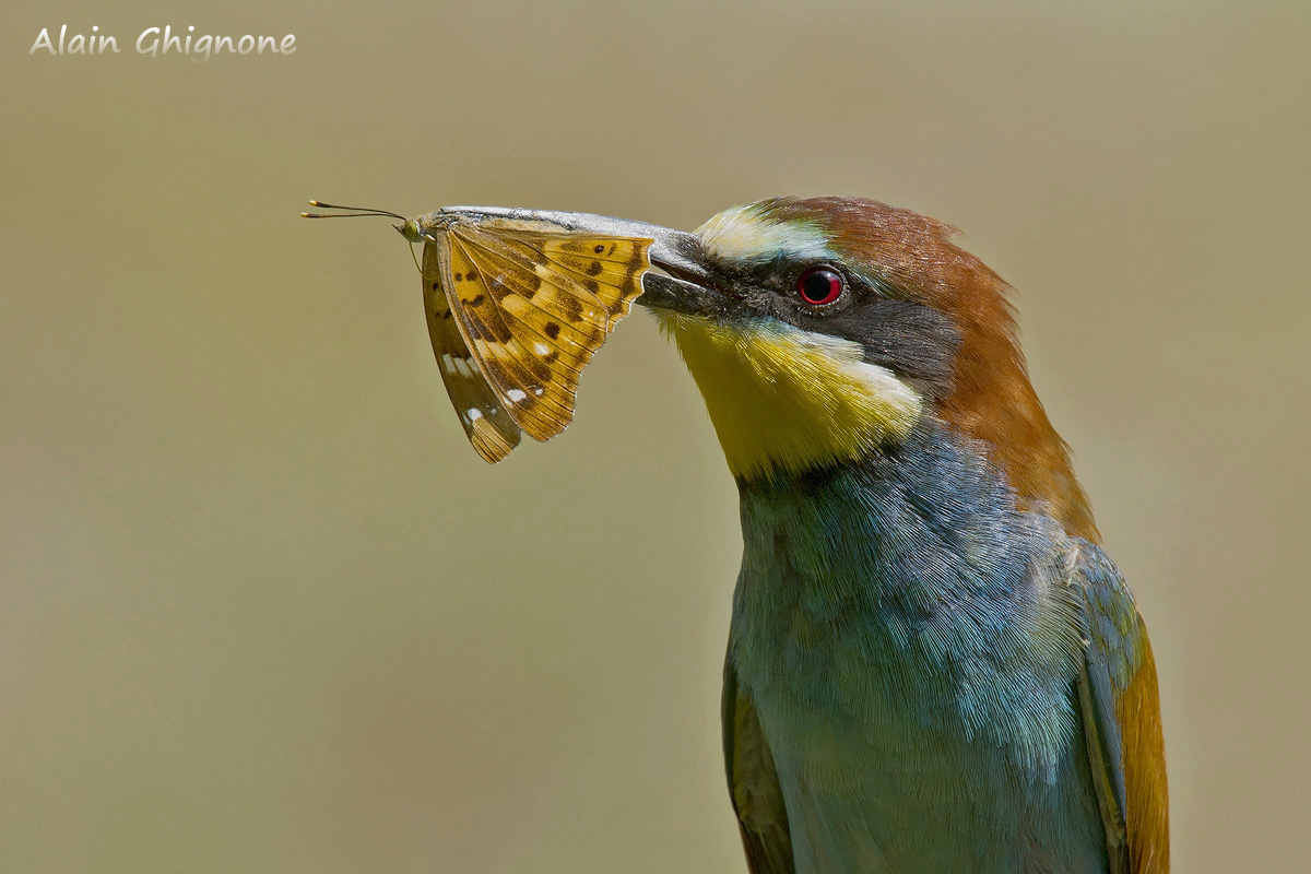 ritratto di gruccione con Apatura ilia