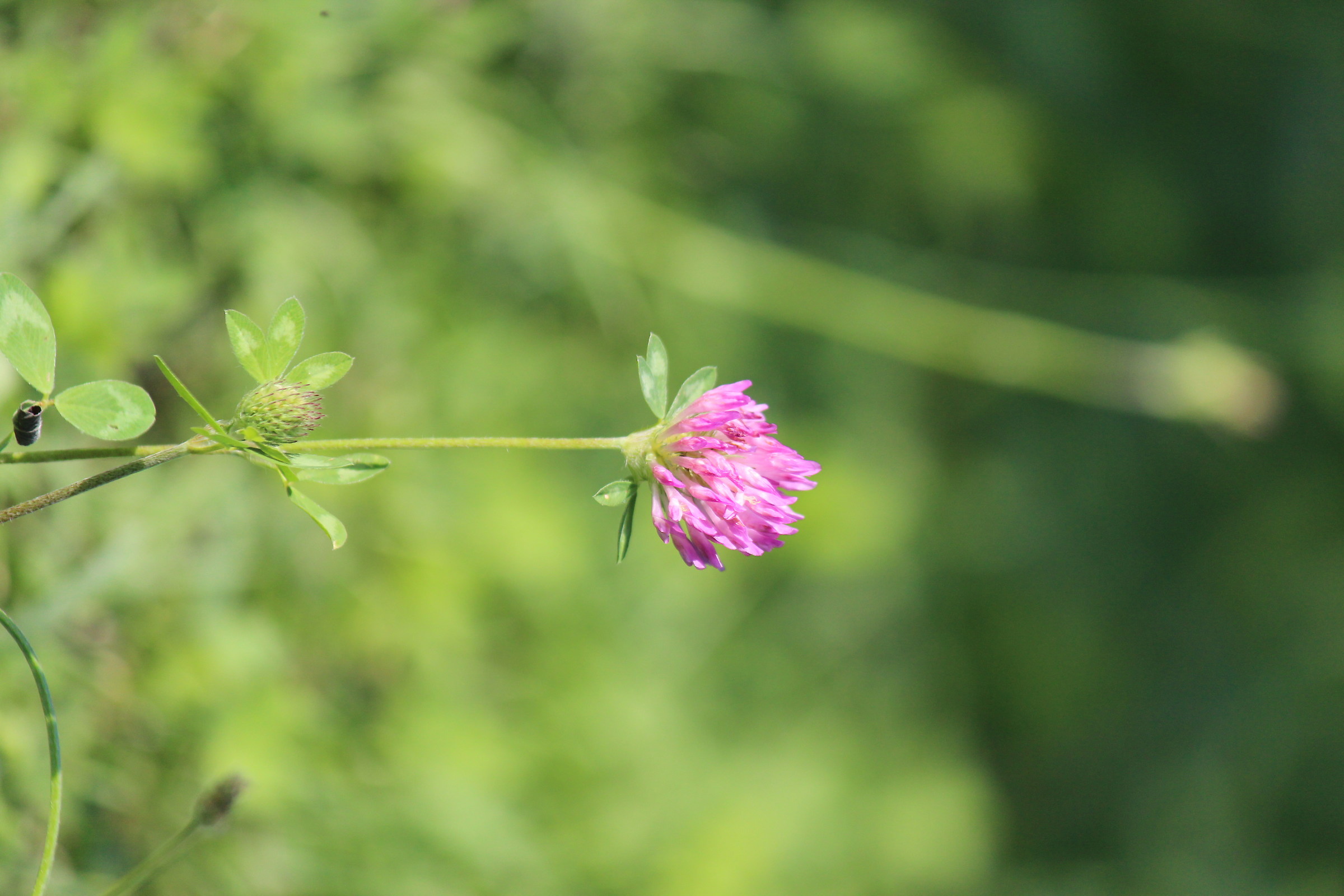 Trifolium pratense