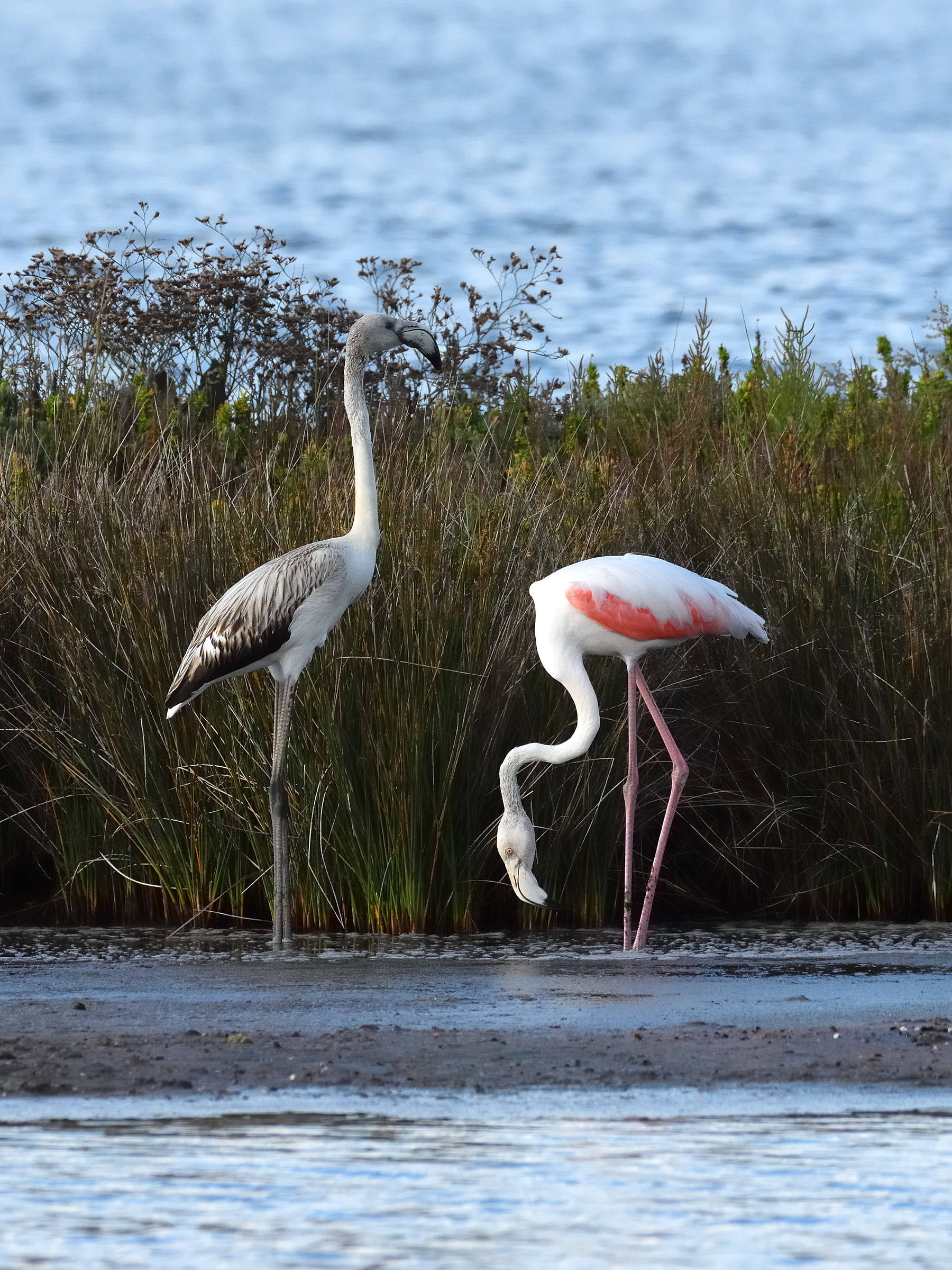 Nessun problema di cervicale!!
