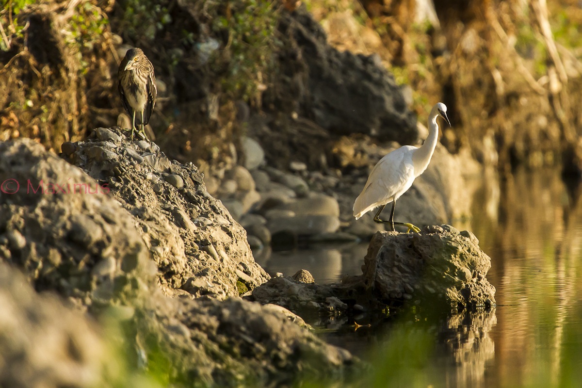 ... la strana coppia...