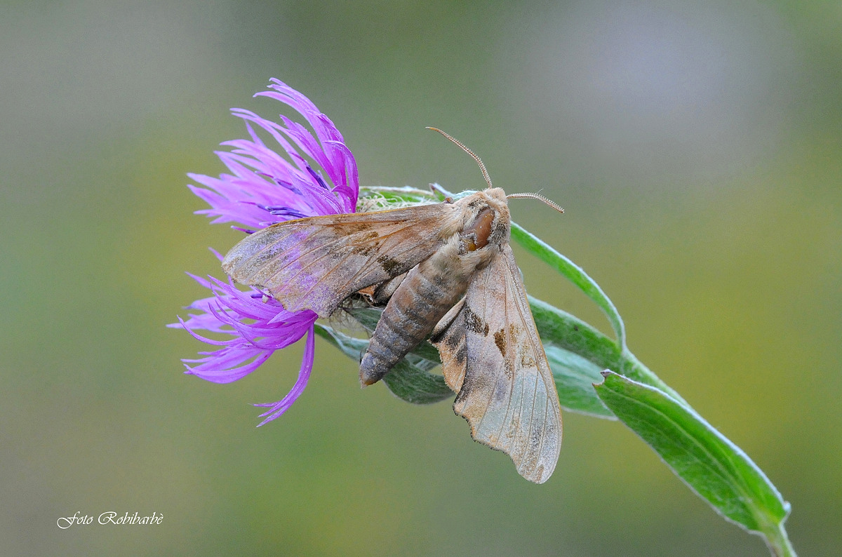 La falena e il fiordaliso...