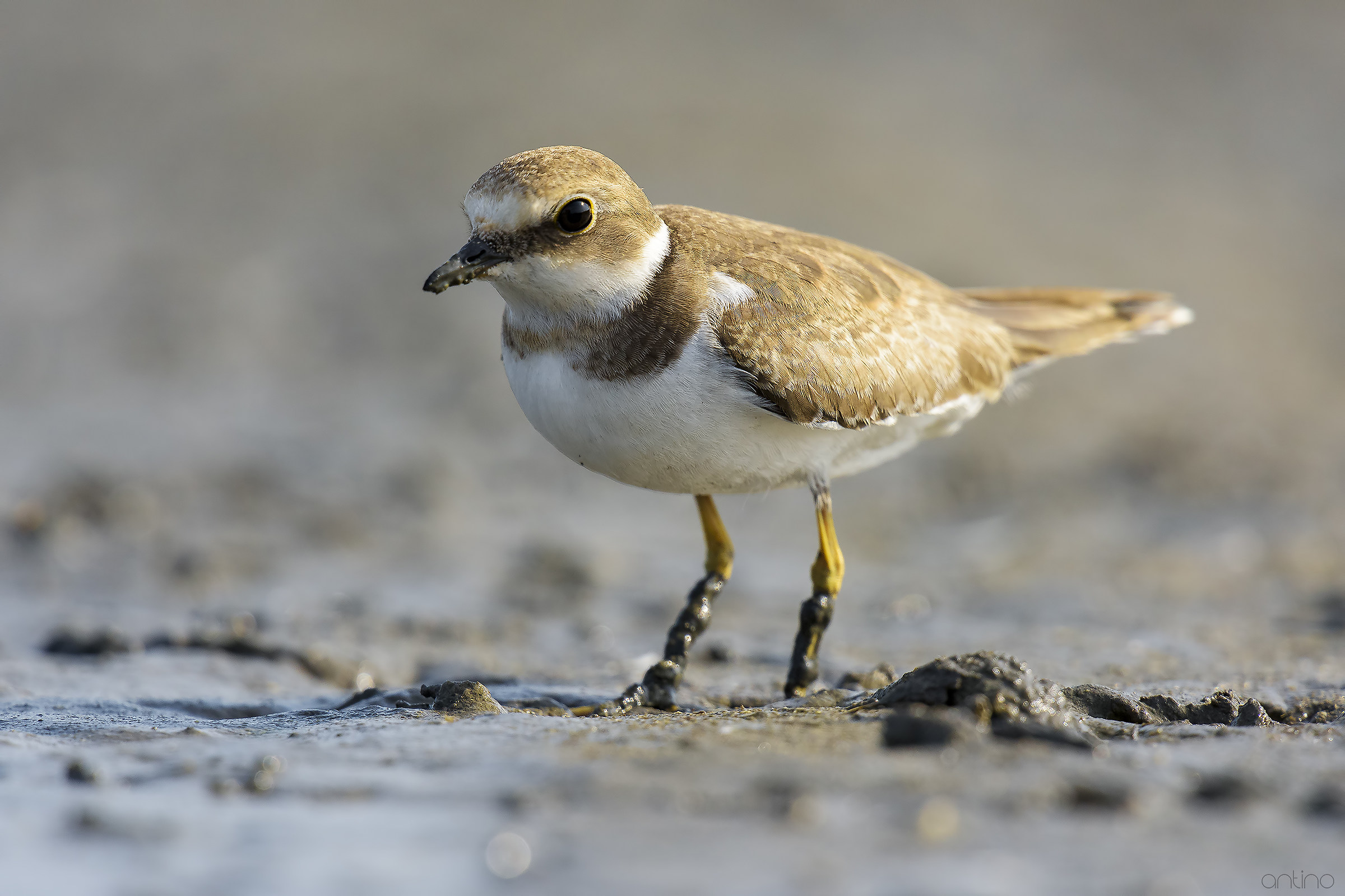 little Ringed Plover