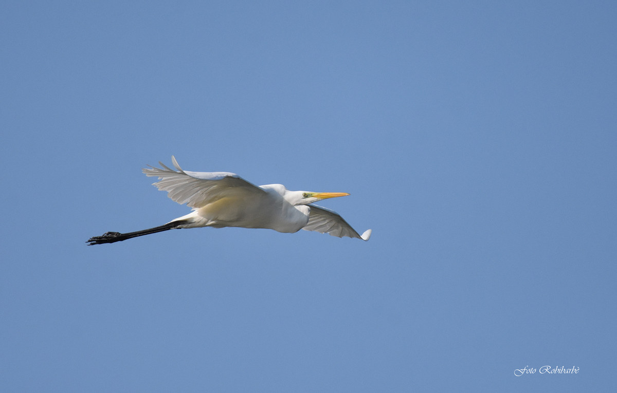 Il maggiore in volo...