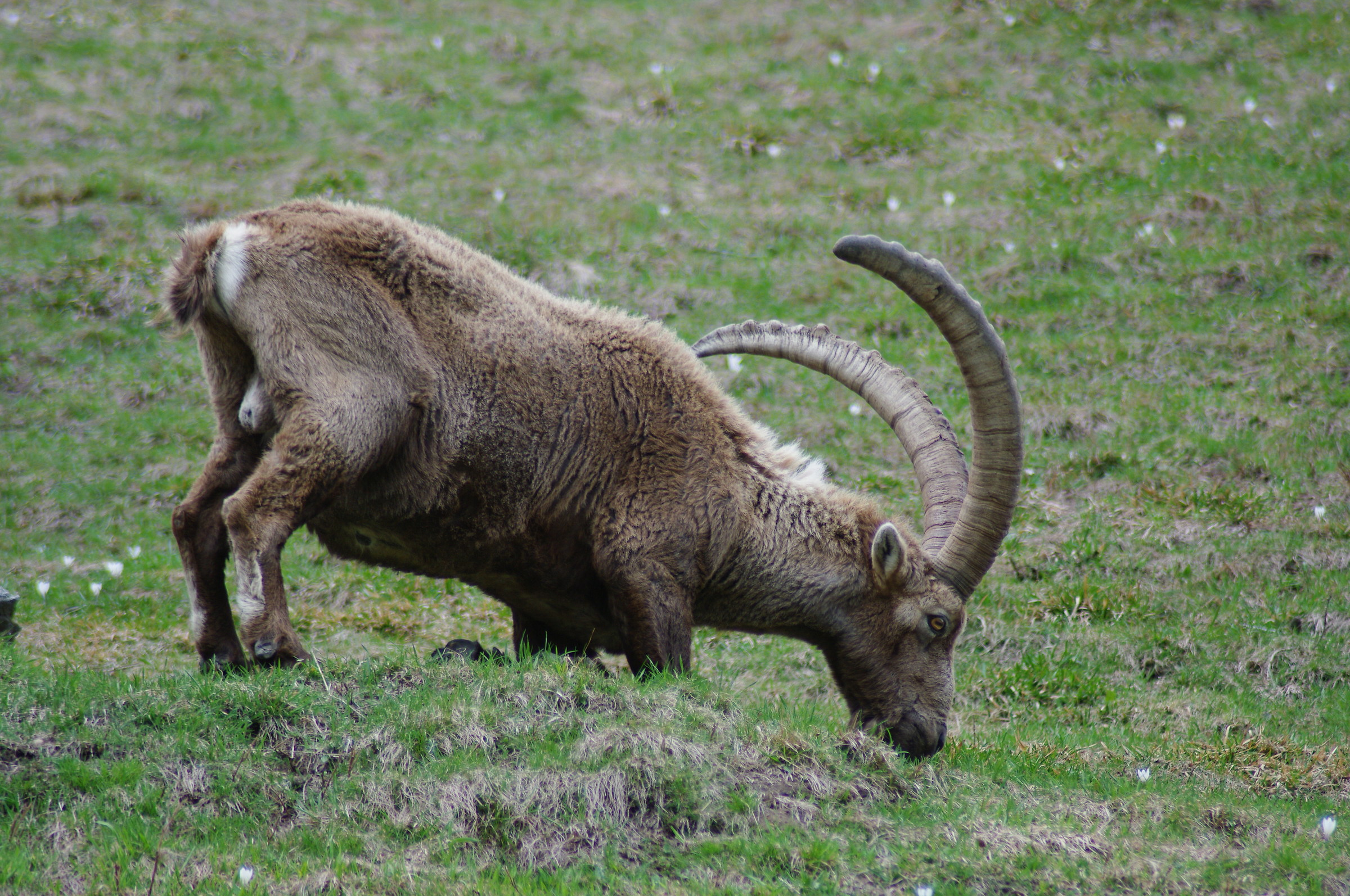 Stambecco (Capra ibex)