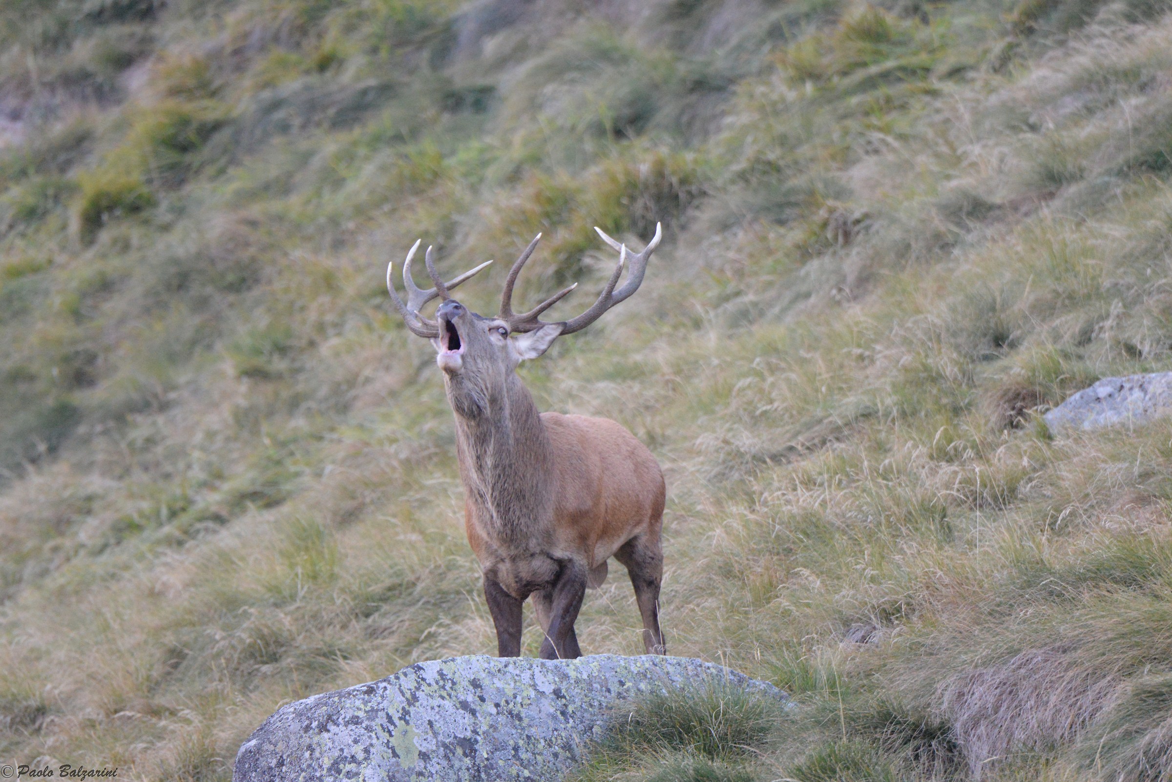 Deer in the middle of the breeding period