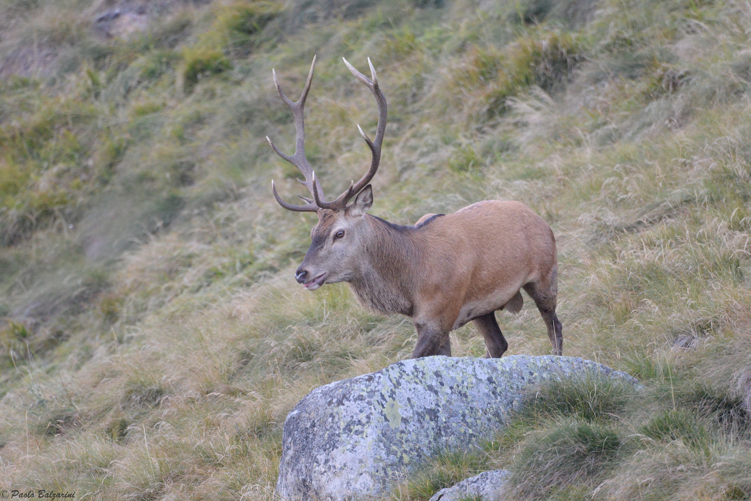 Deer in the middle of the breeding period