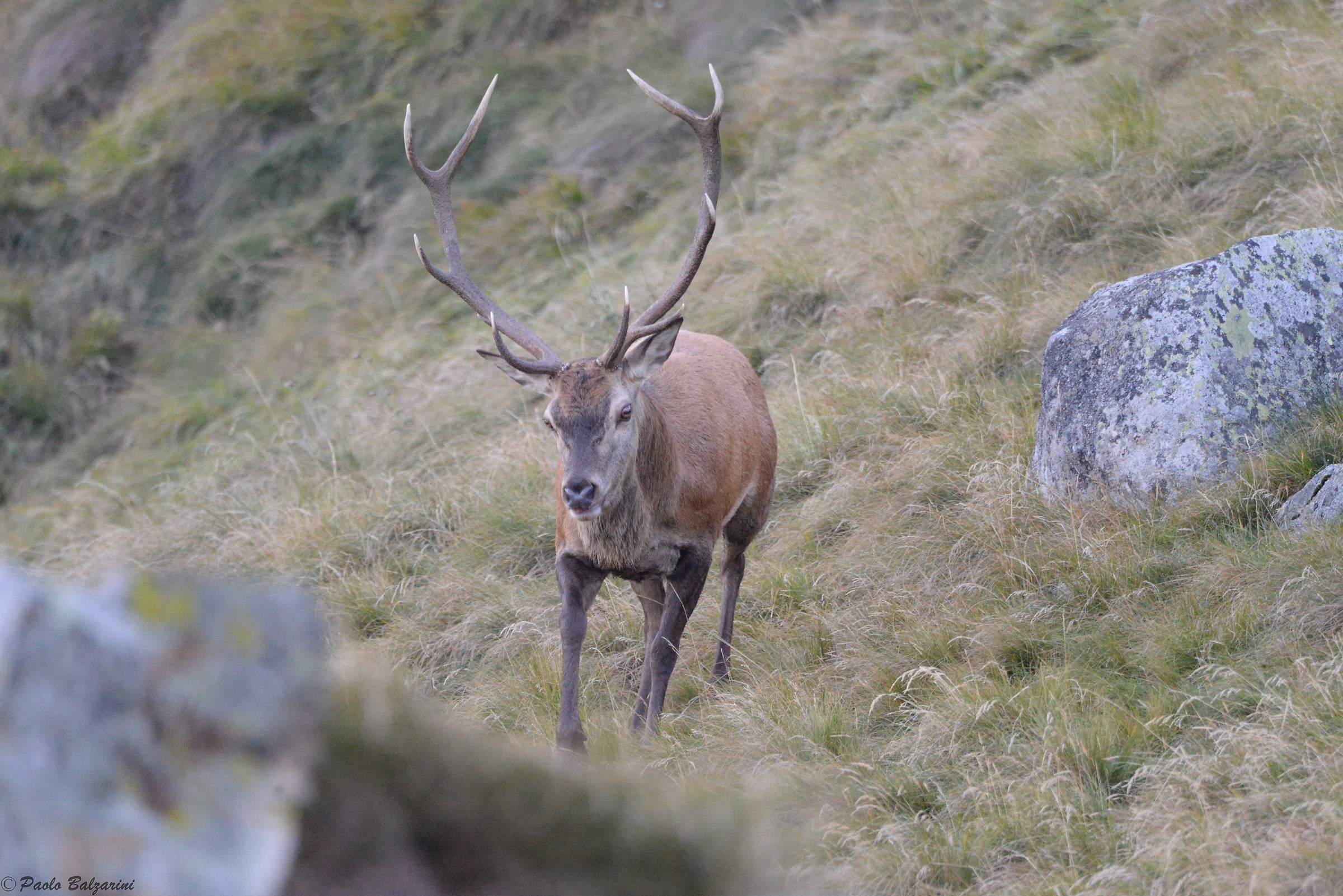 Deer in the middle of the breeding period