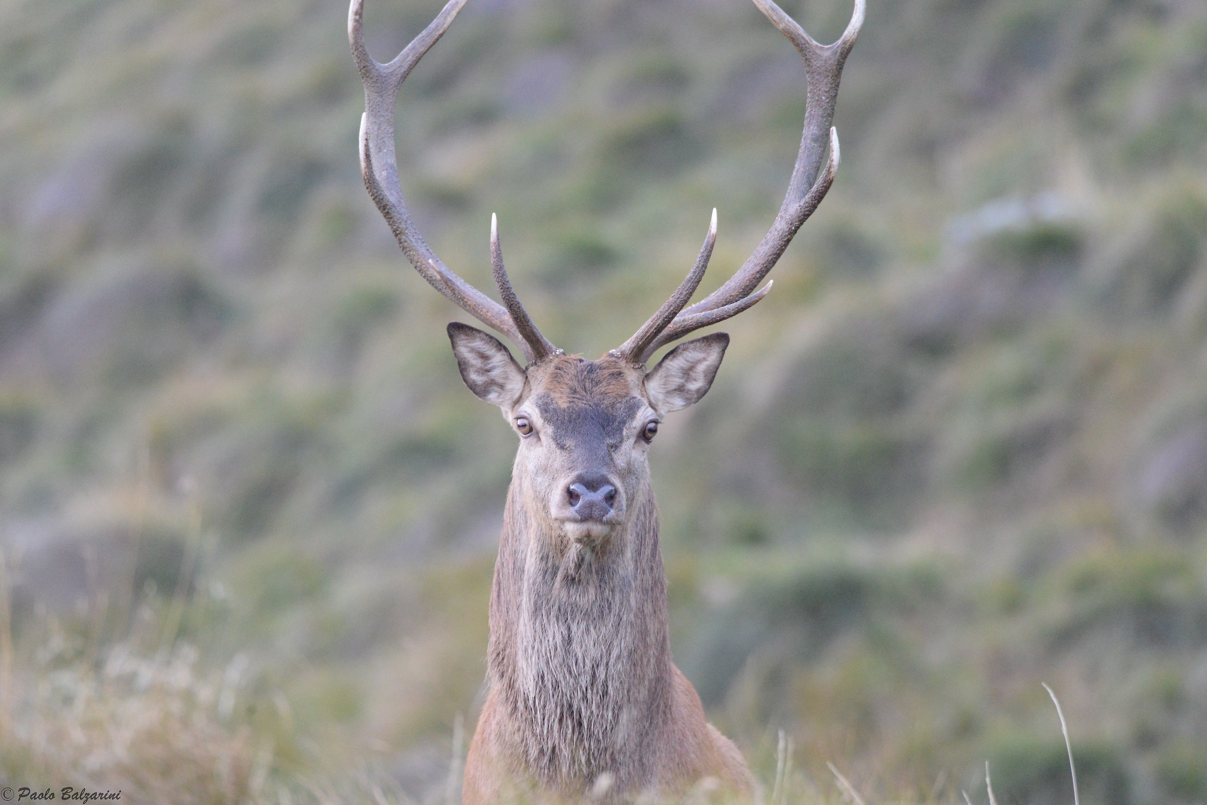 Deer in the middle of the breeding period