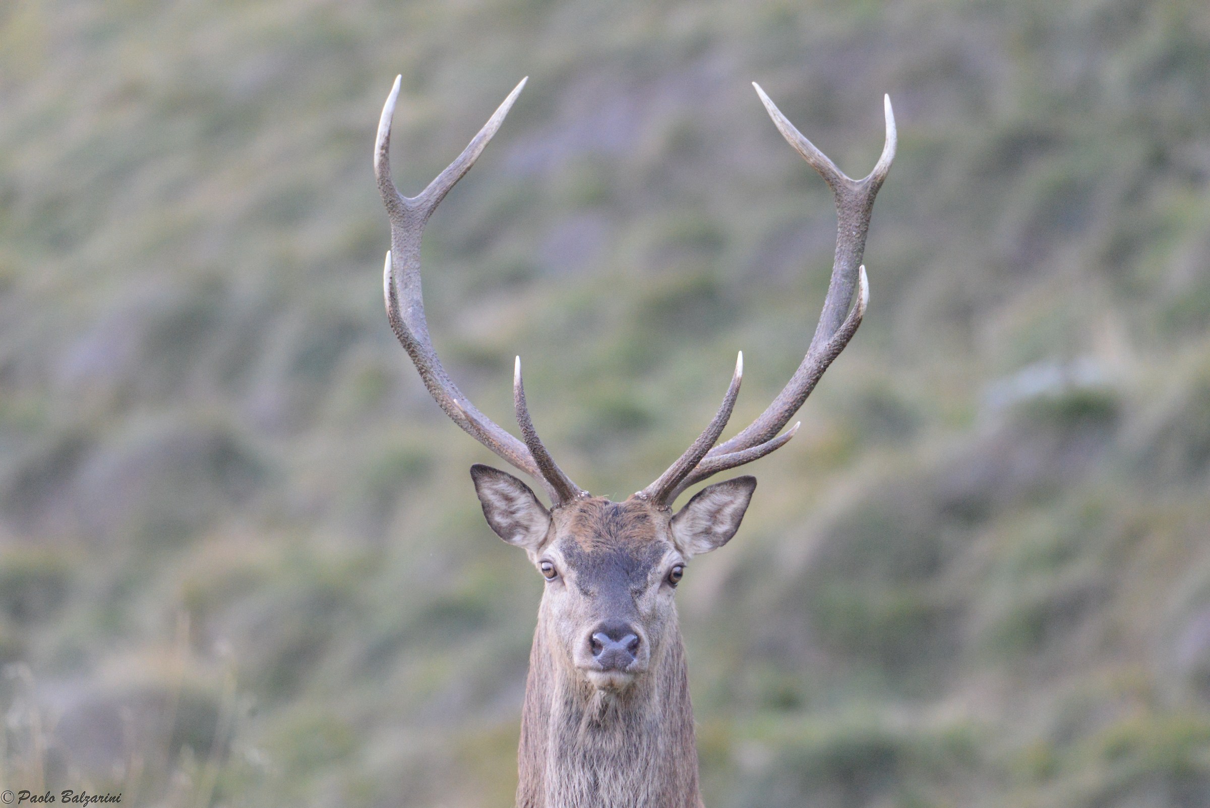 Deer in the middle of the breeding period