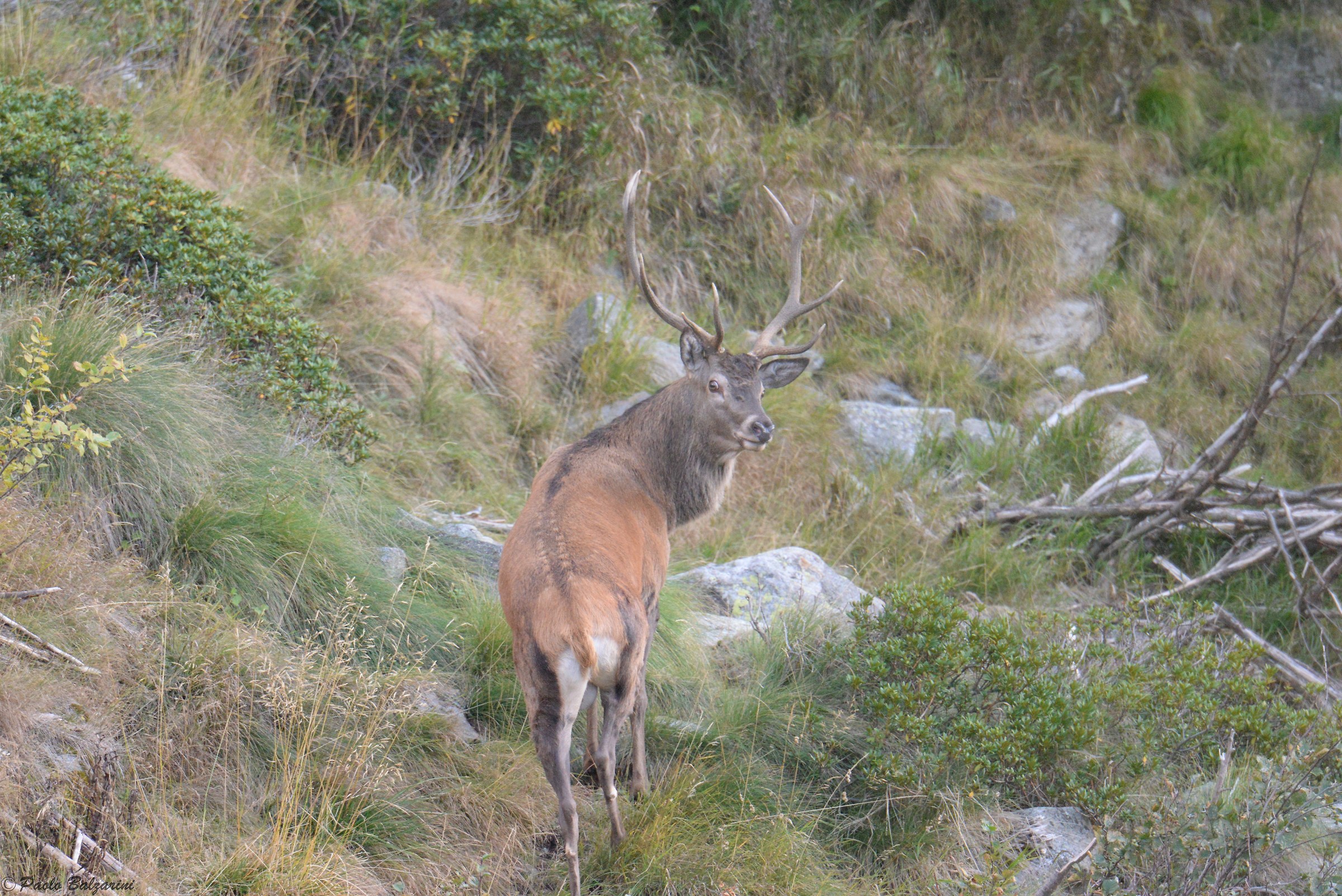 Deer in the middle of the breeding period