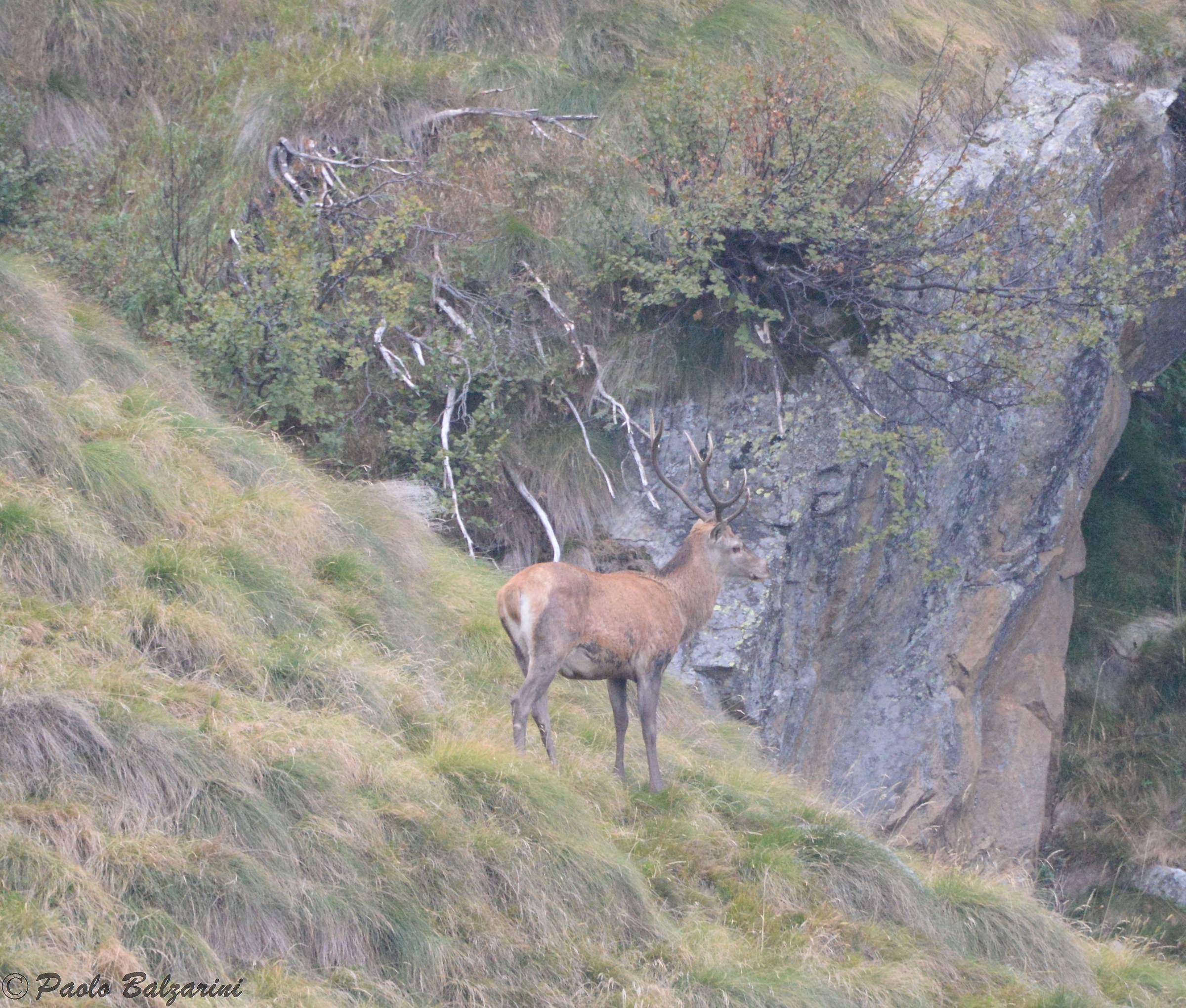 Deer in the middle of the breeding period