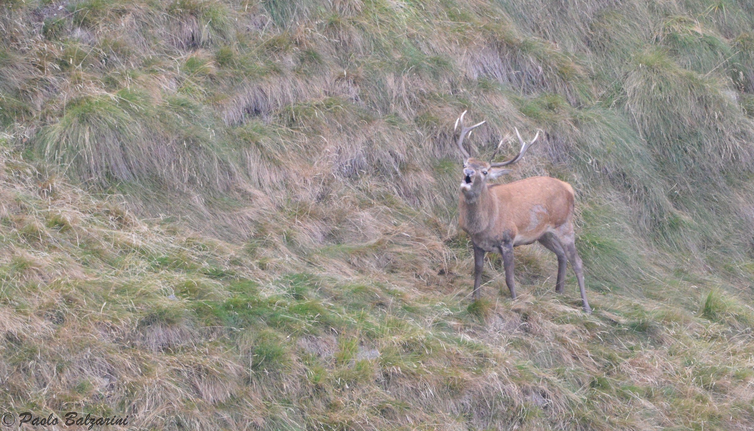 Deer in the middle of the breeding period