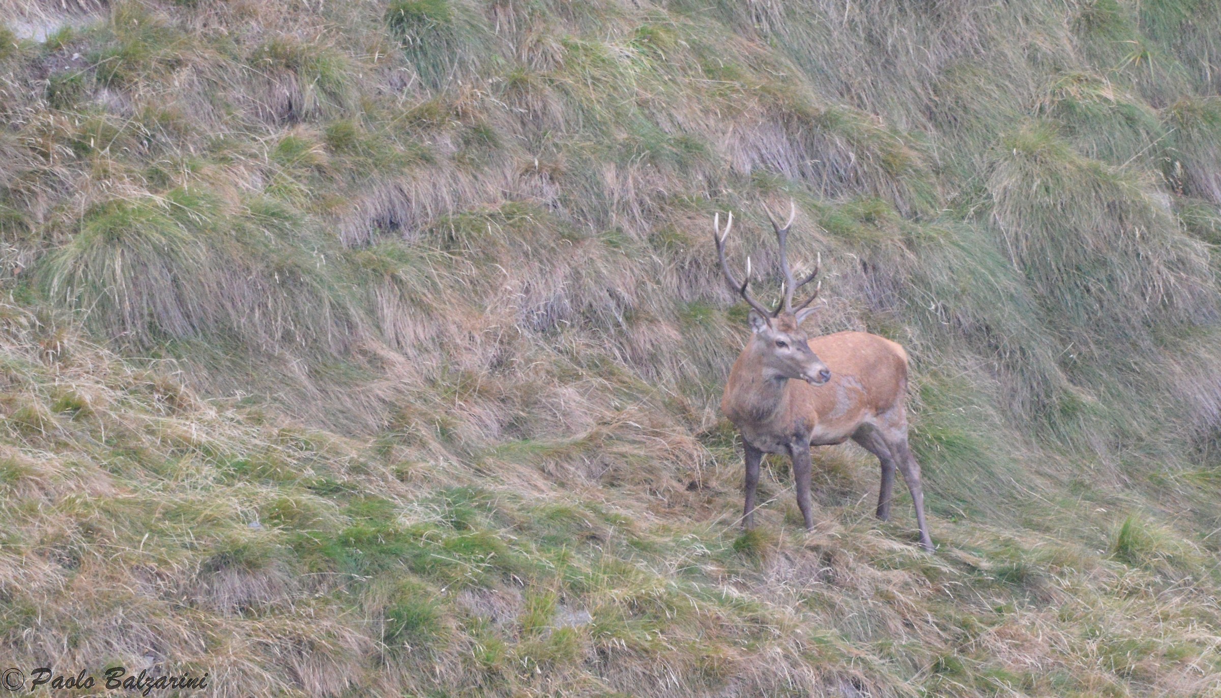 Deer in the middle of the breeding period