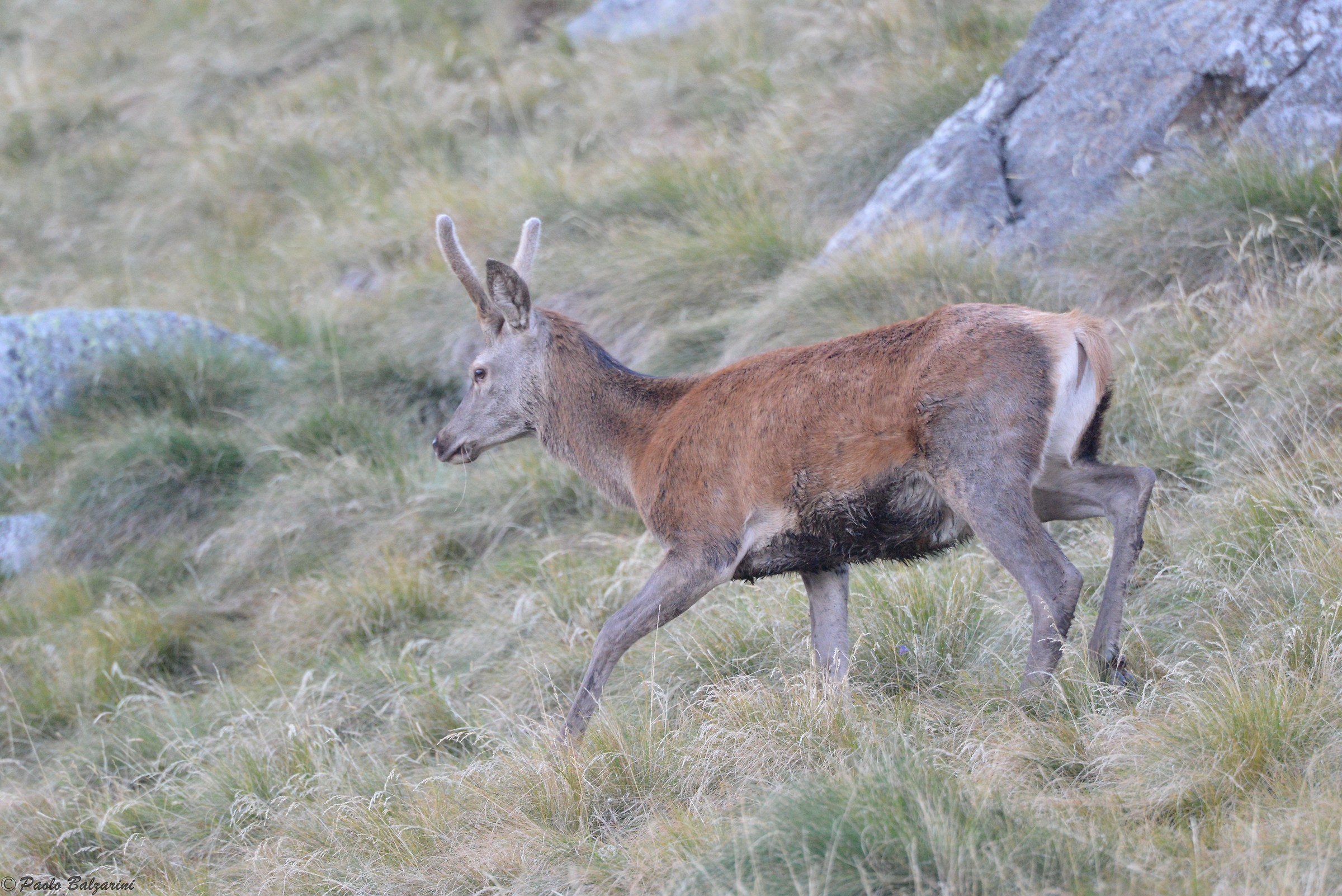 Deer in the middle of the breeding period