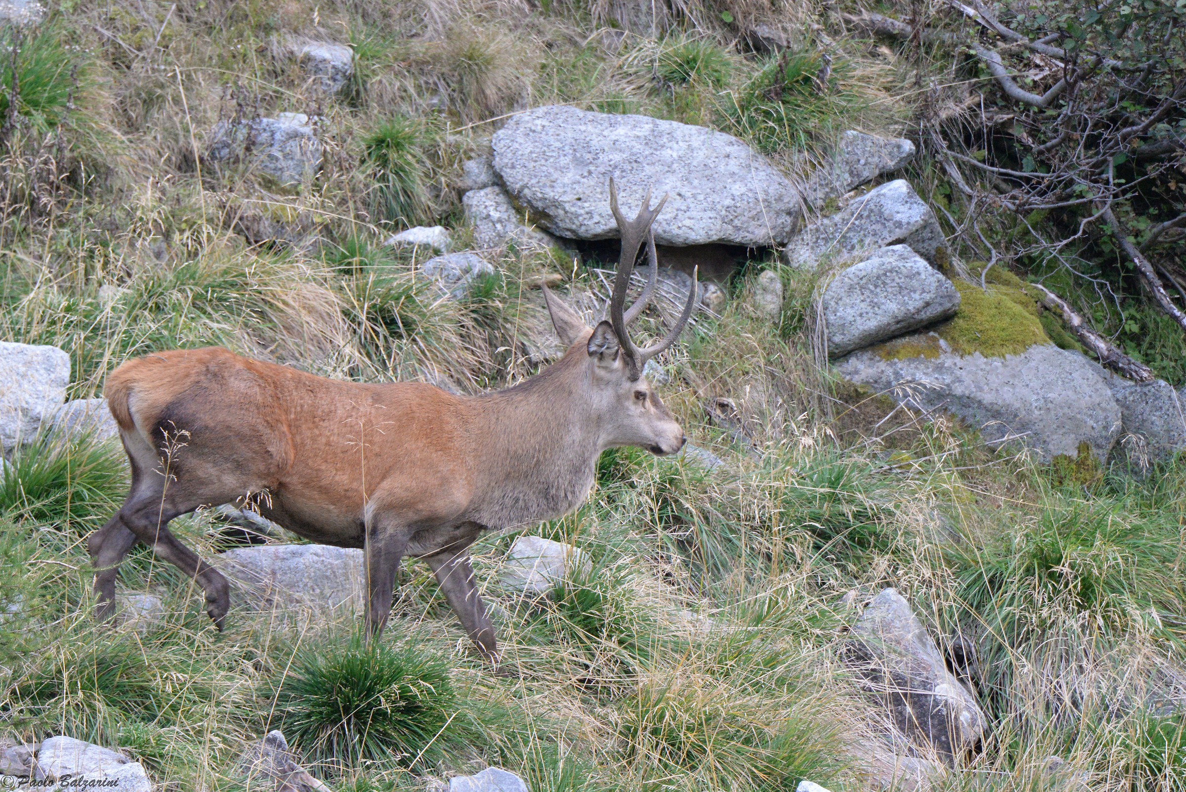 Deer in the middle of the breeding period