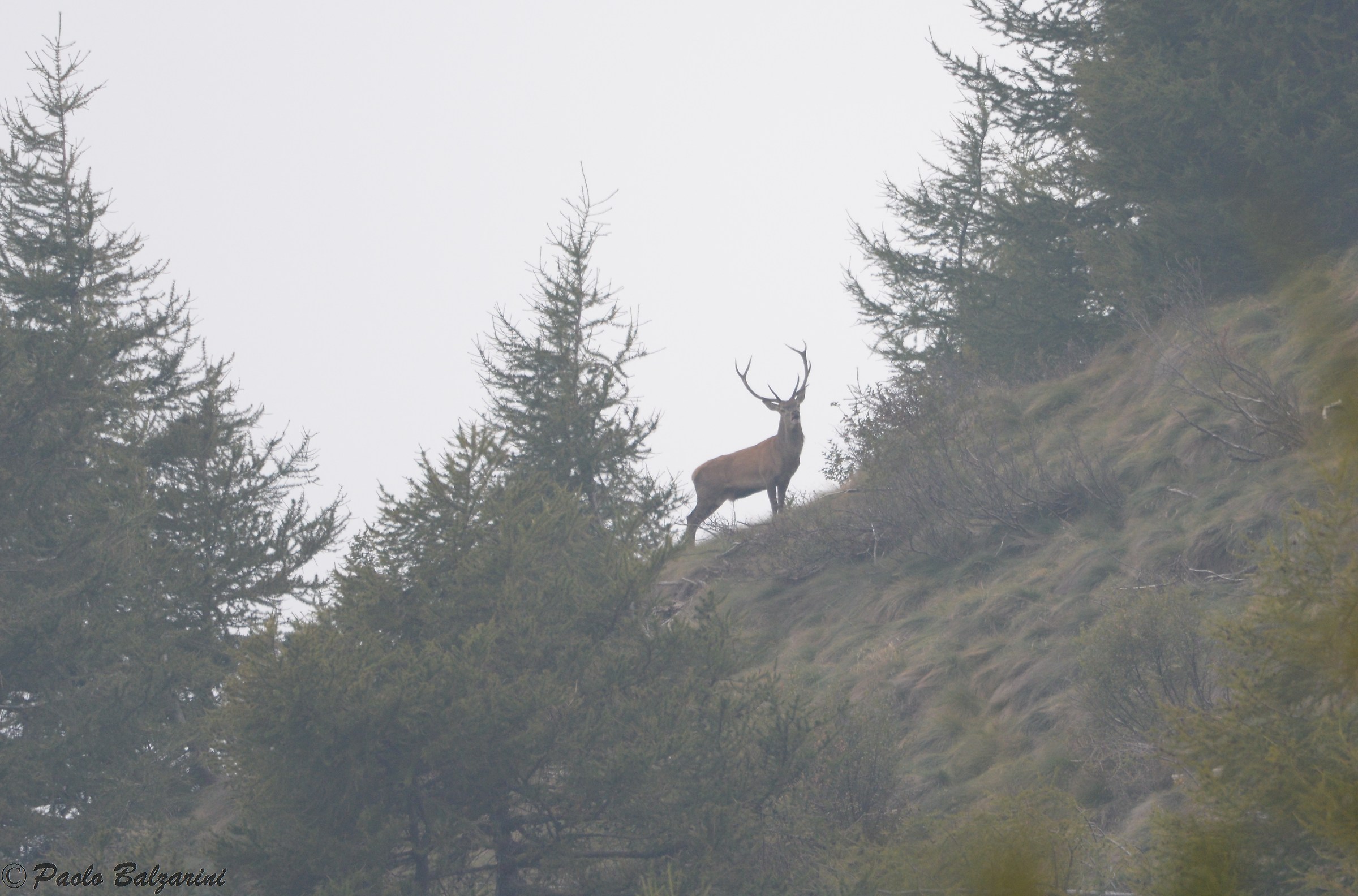 Deer in the middle of the breeding period