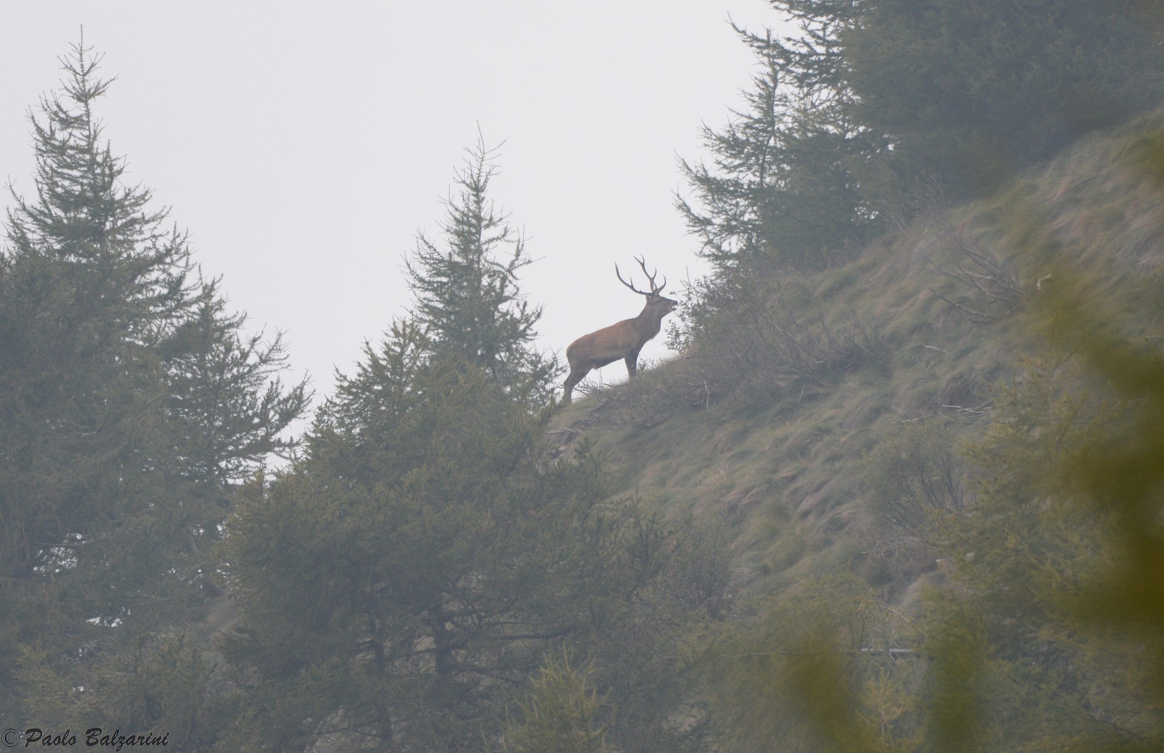 Deer in the middle of the breeding period