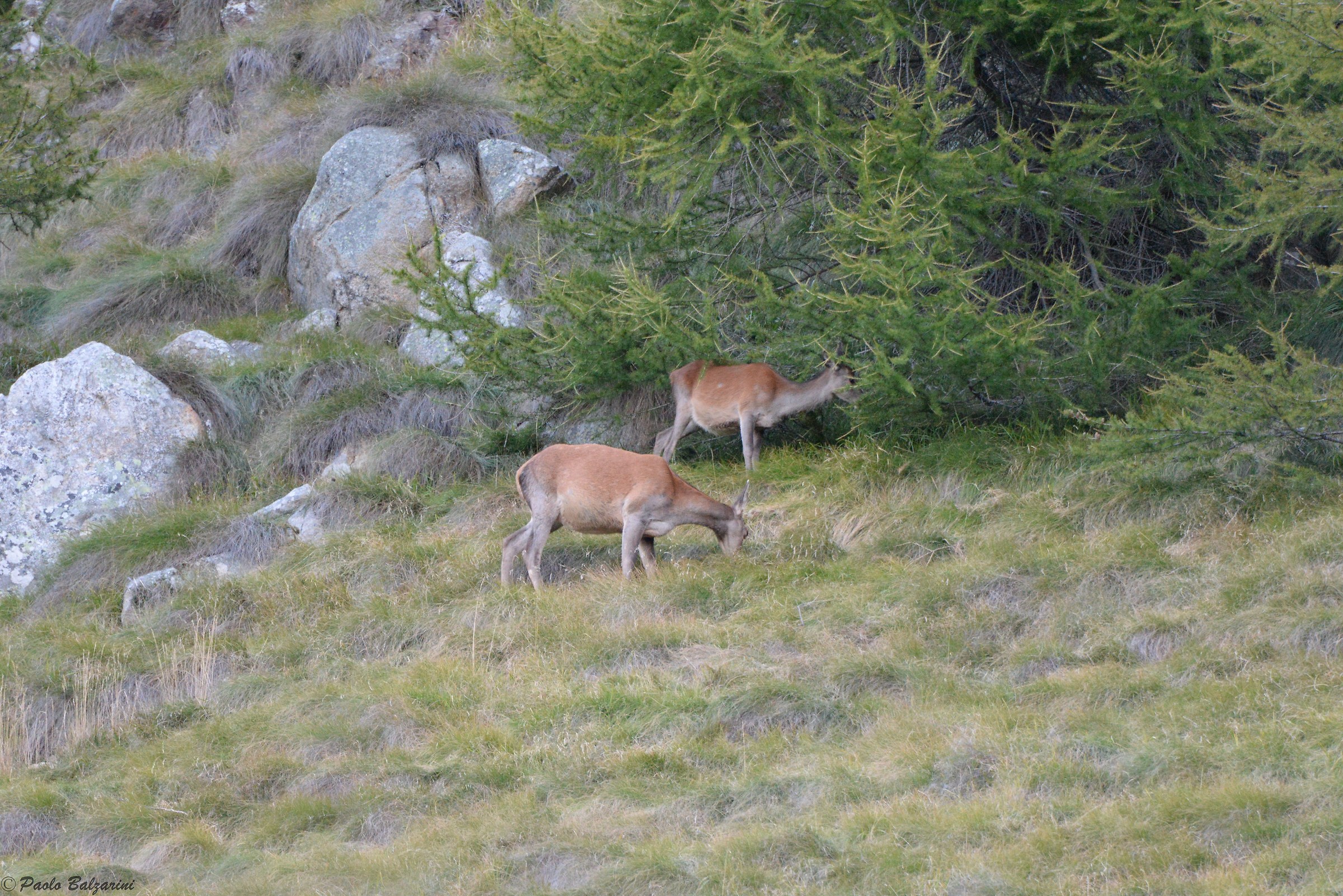 Female with little to burnish the edge of the forest
