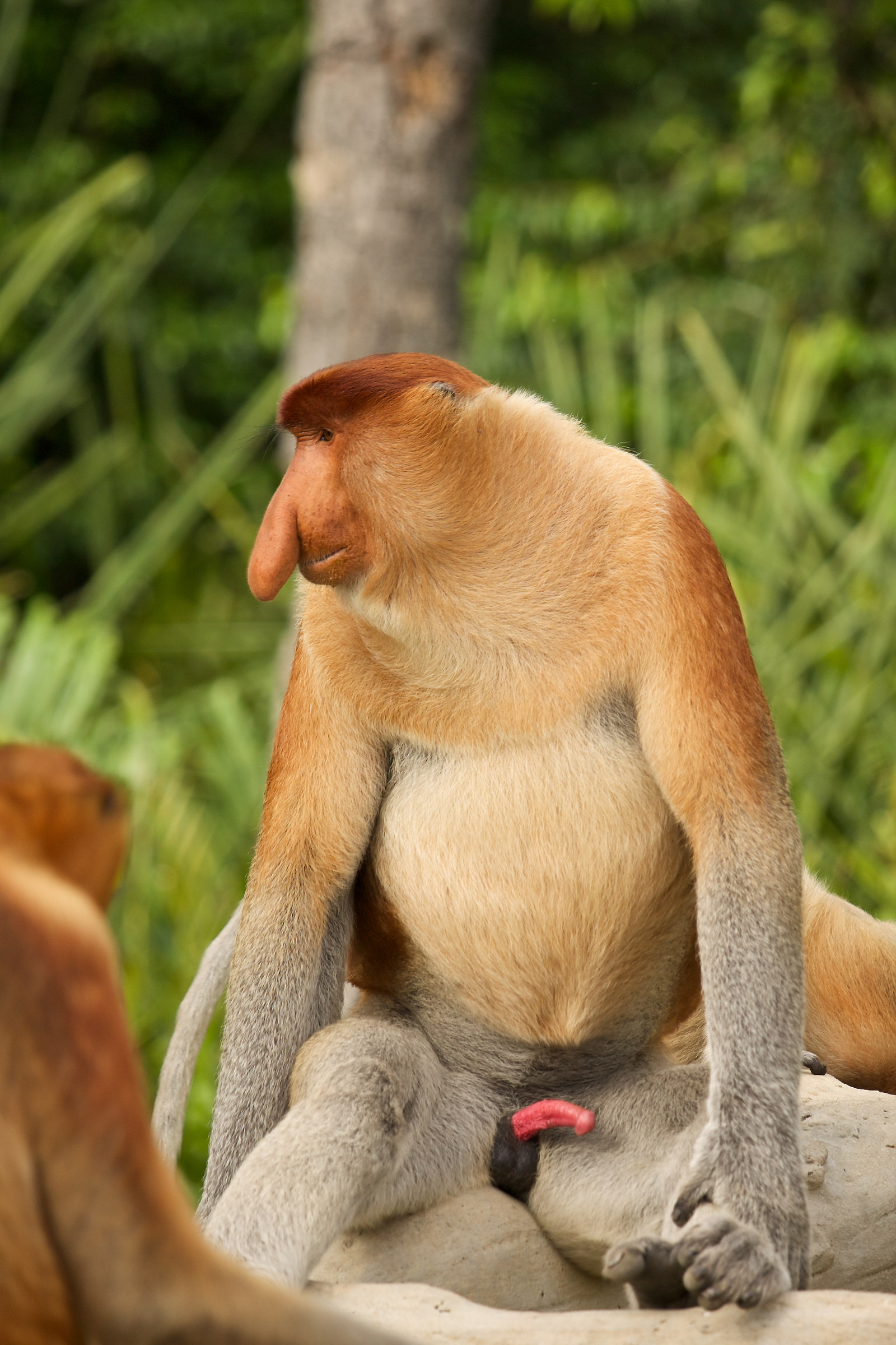 Malaysia 2014: Monkey Proboscis Monkey (Proboscis Monkey)