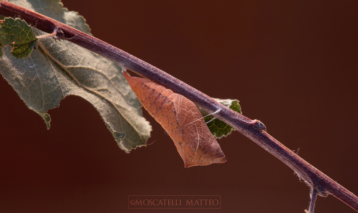 Chrysalis of Podalirius