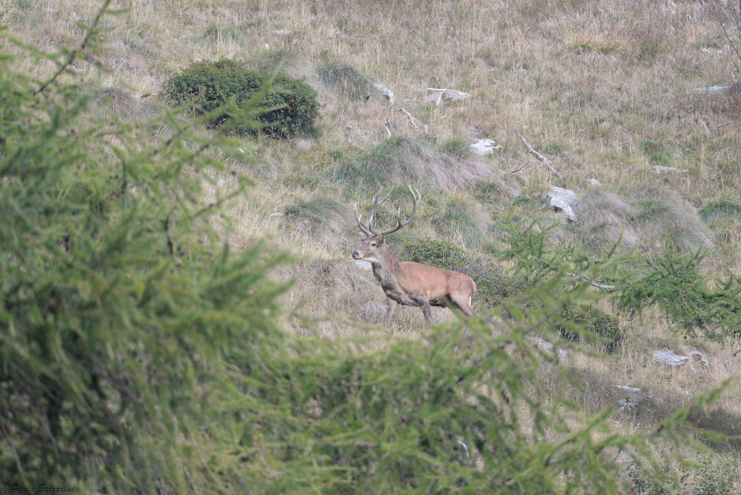 Deer in the middle of the breeding period