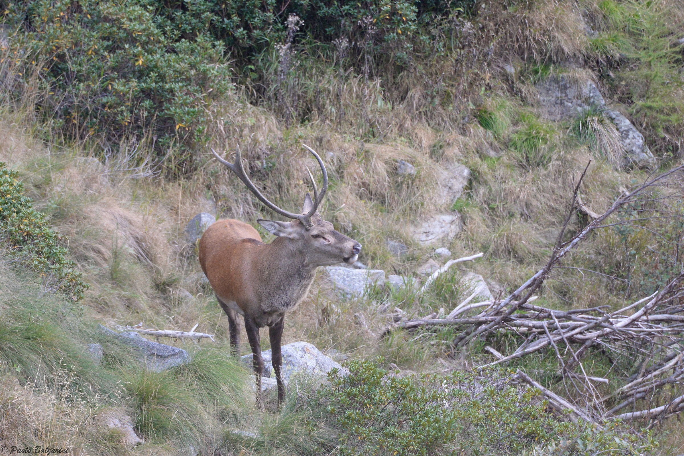 Deer in the middle of the breeding period