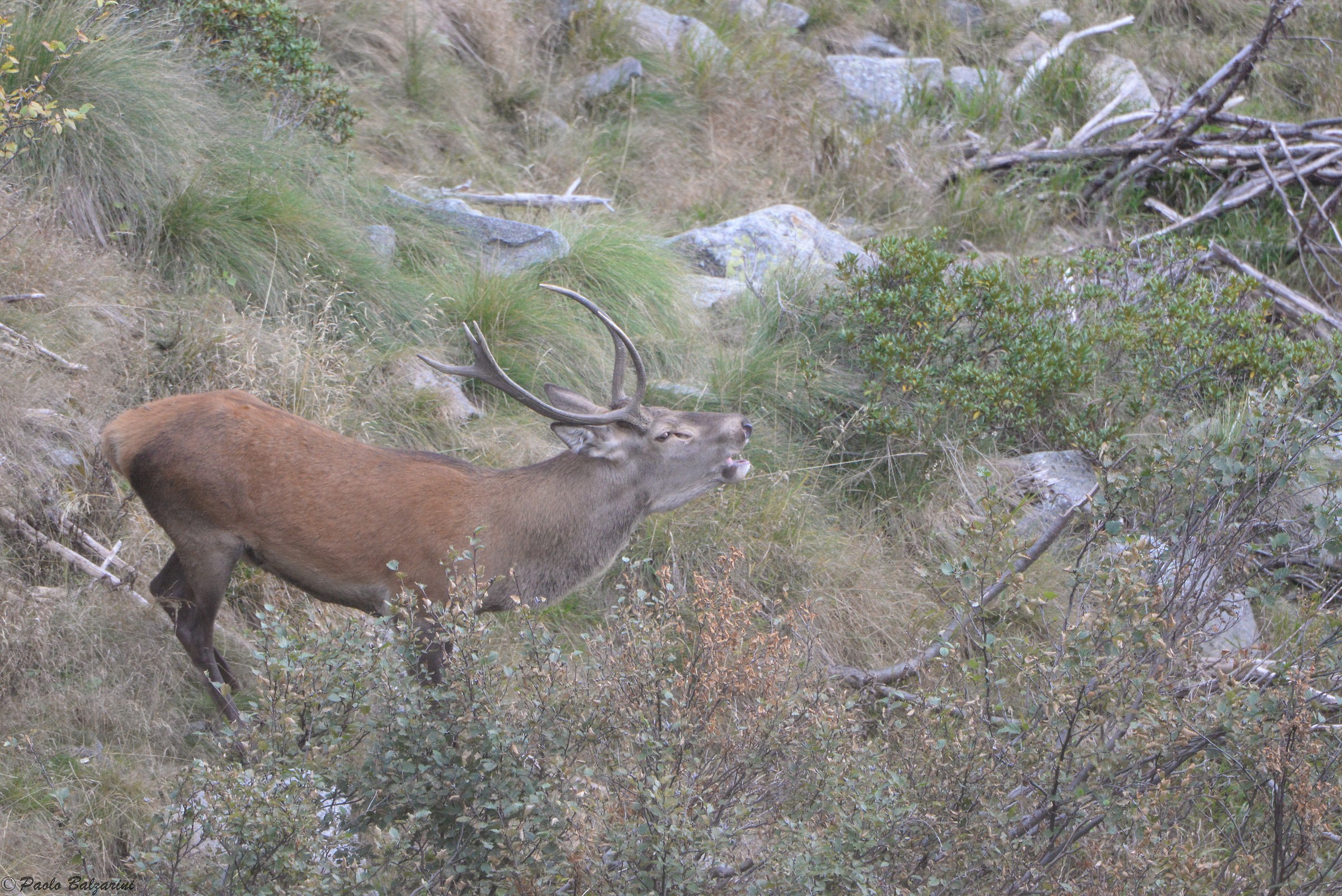 Deer in the middle of the breeding period
