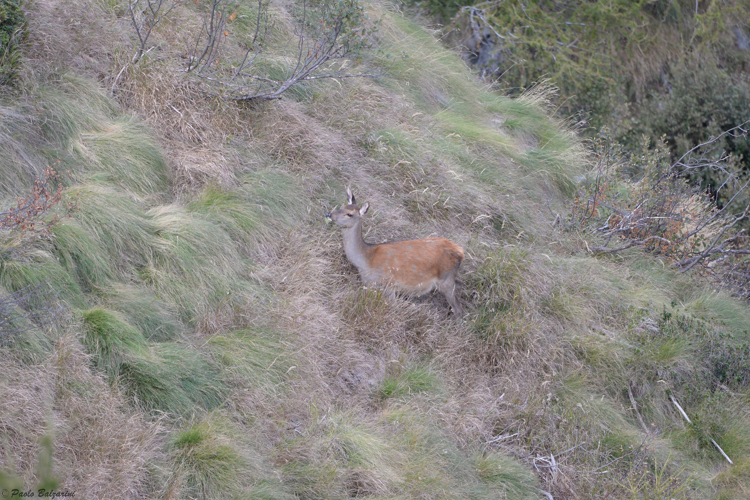 Female deer chewing on a leaf