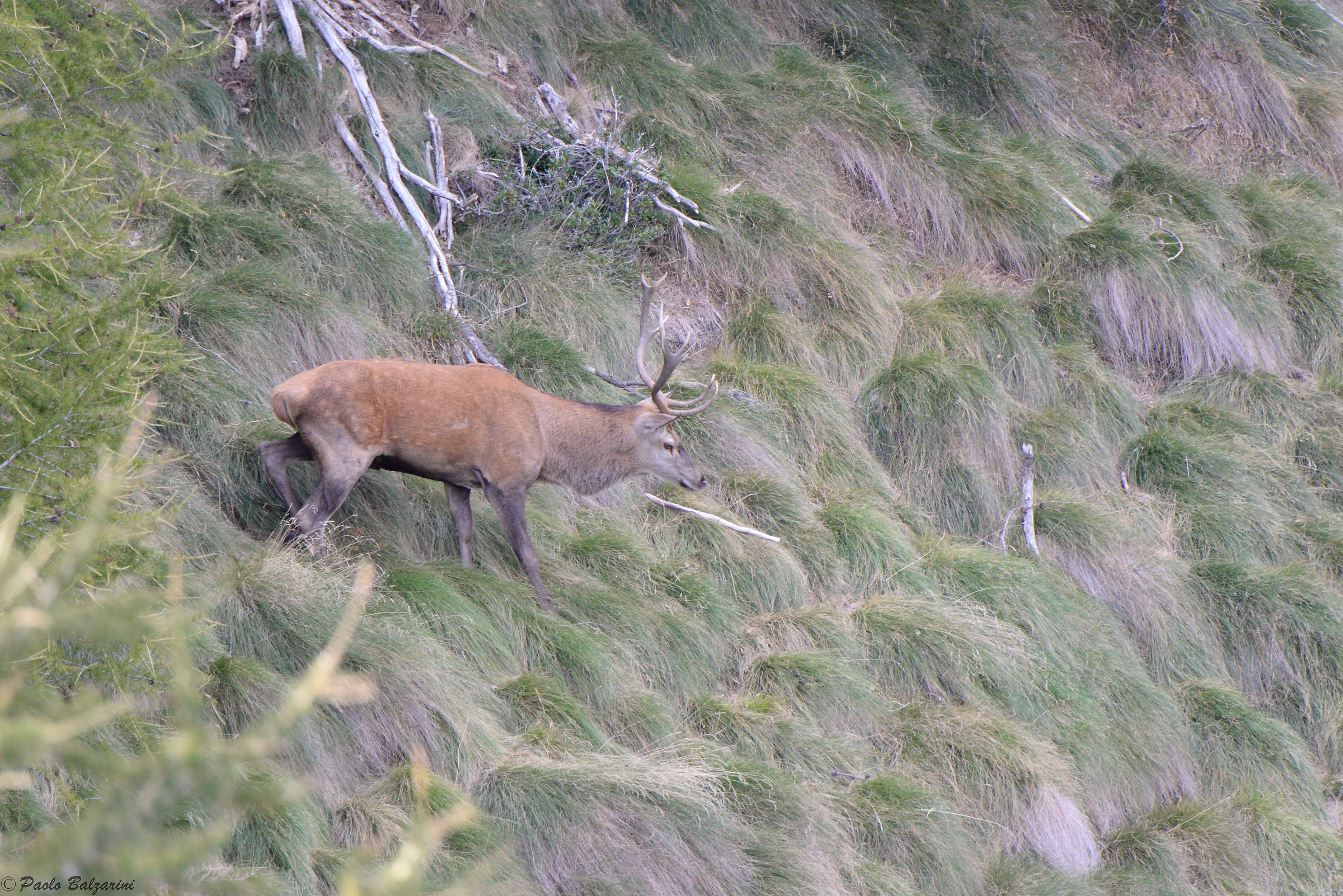 Deer in the middle of the breeding period