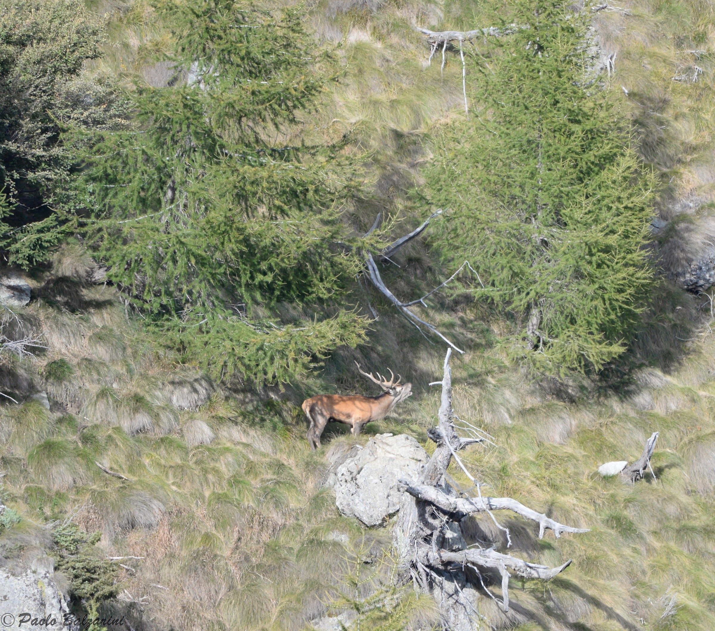 Deer in the middle of the breeding period
