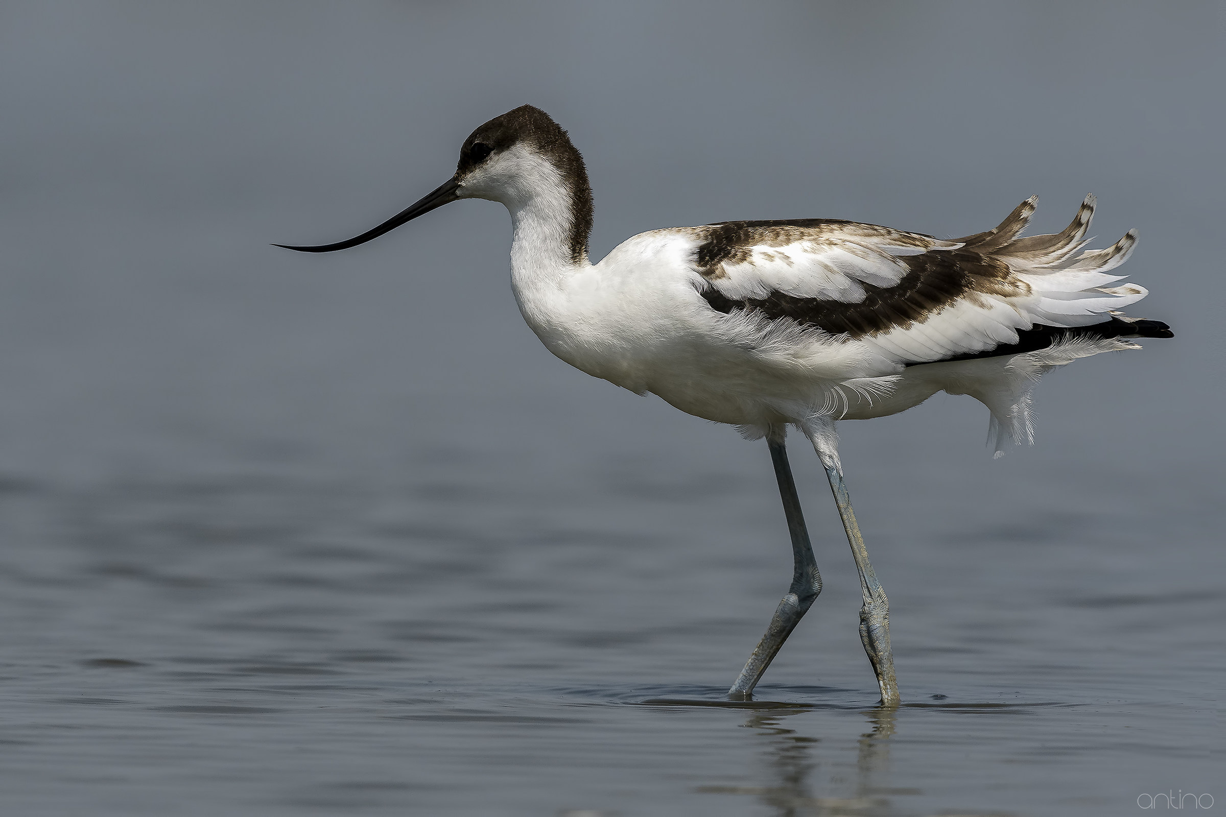 young avocet