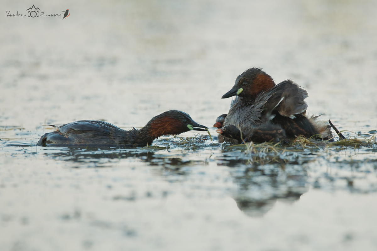 Breakfast is served ...