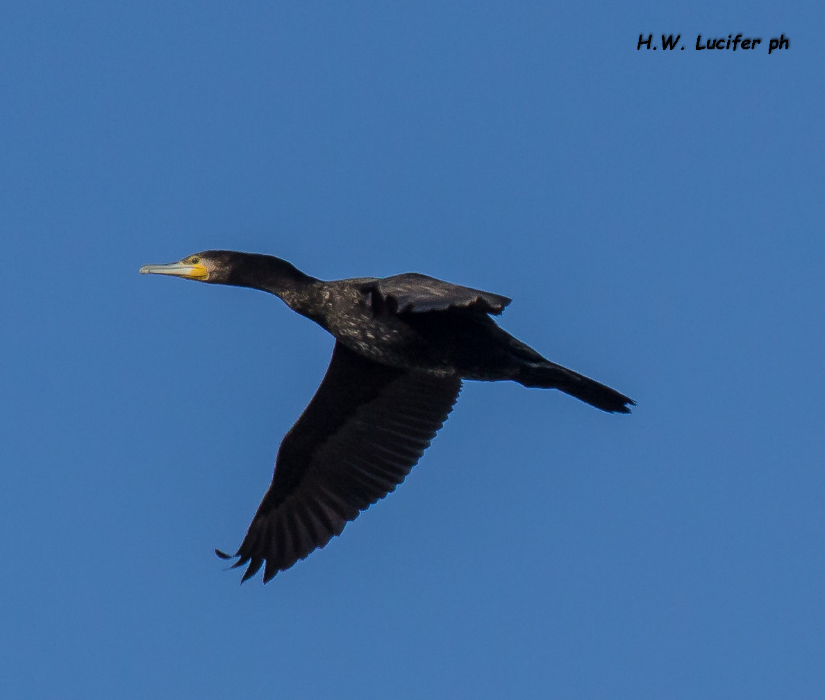 Cormorant in flight