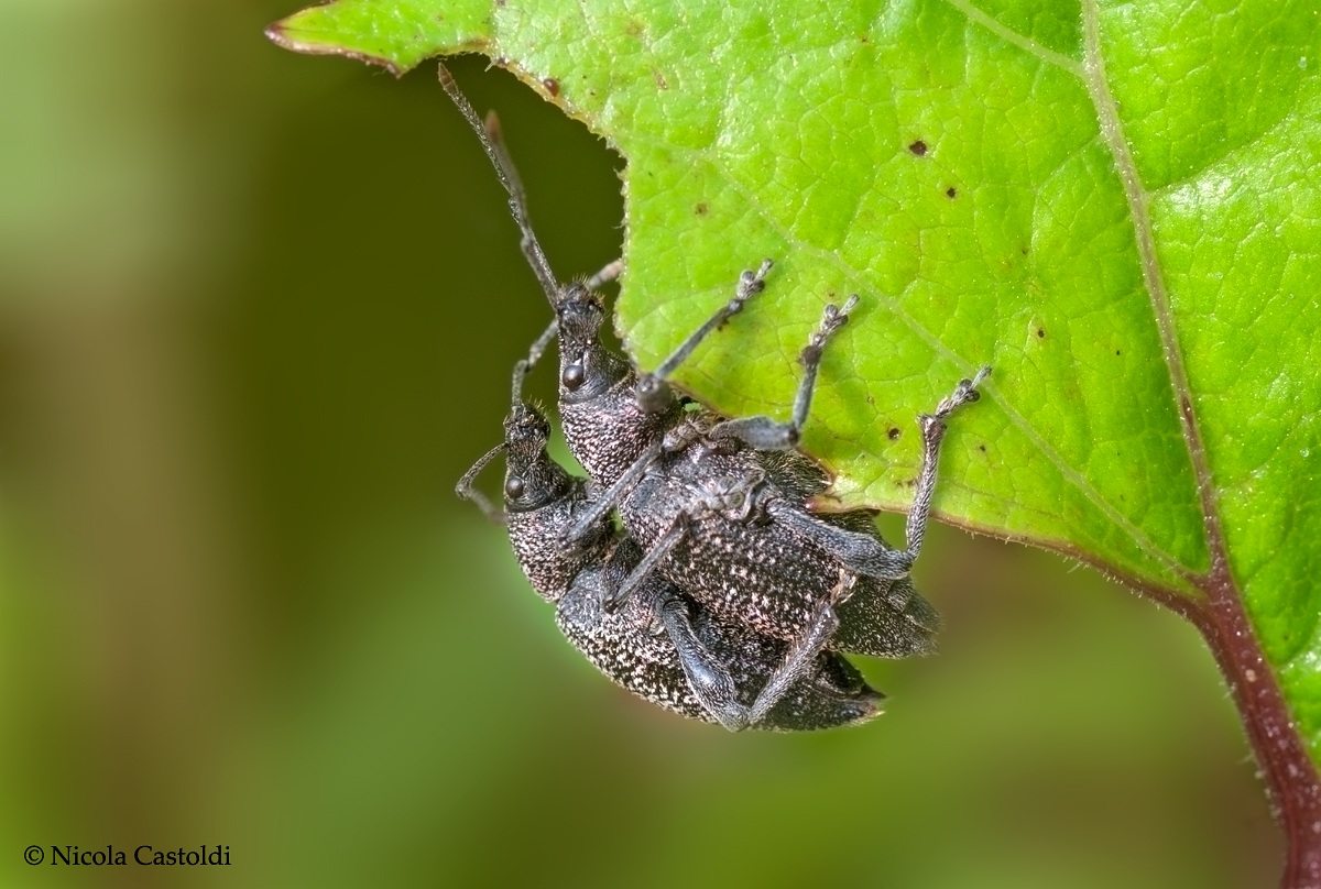 Do not ever leave me