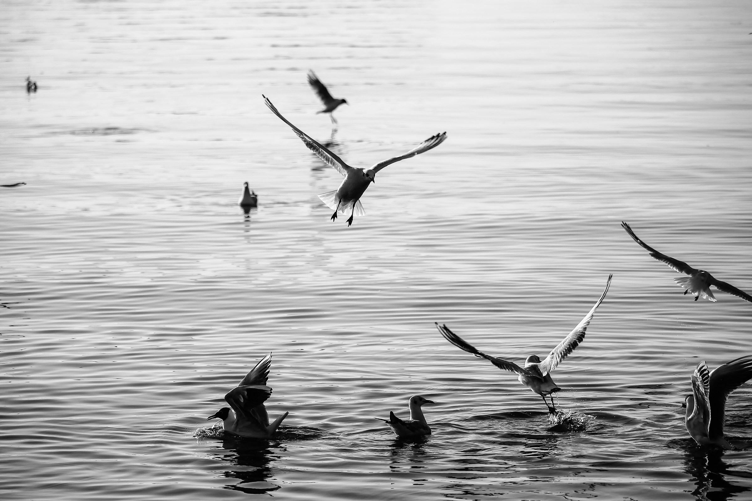 flying over the water