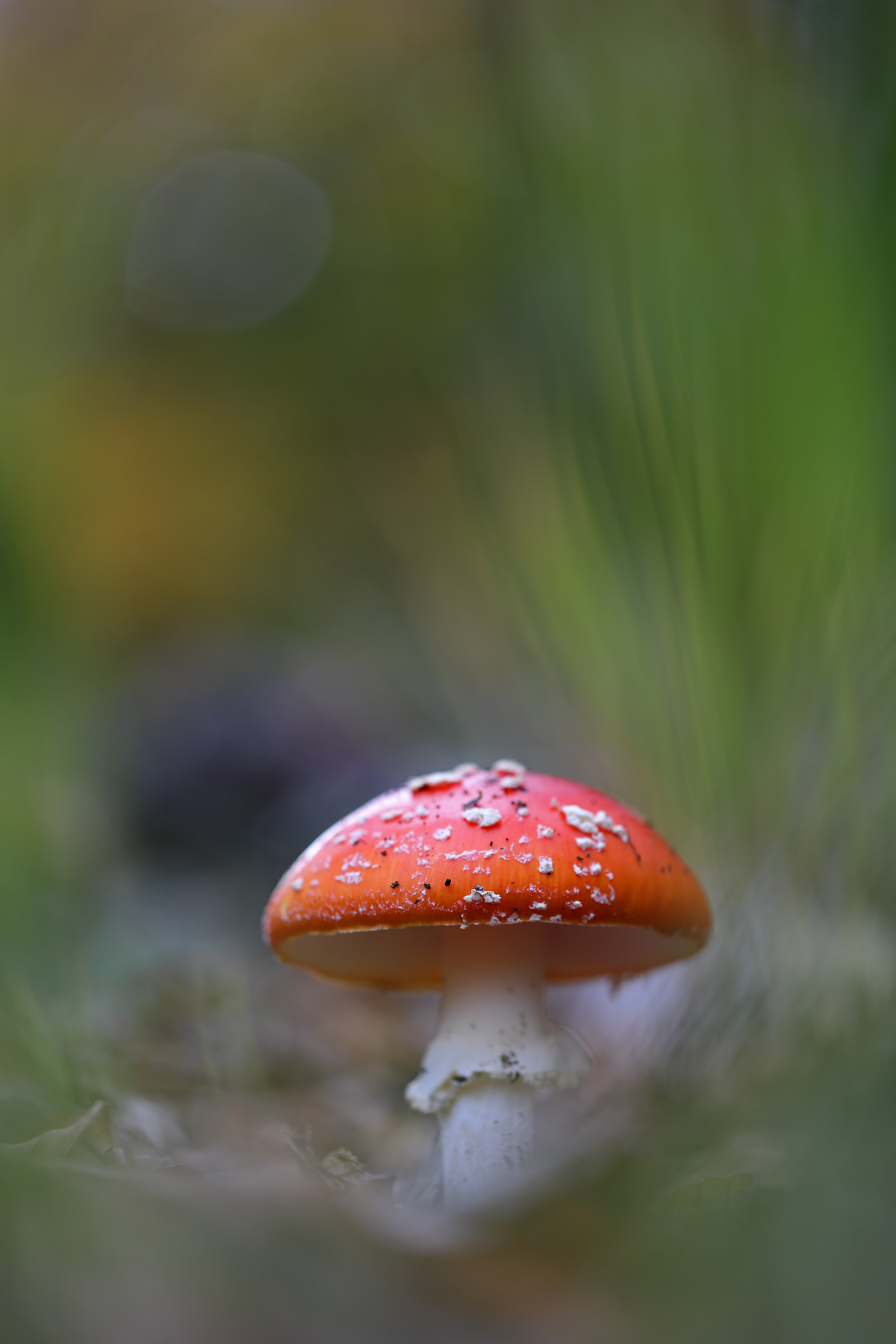 Amanita muscaria
