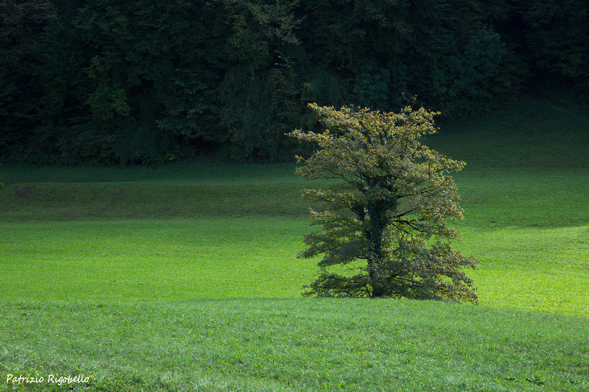 Green tree in September