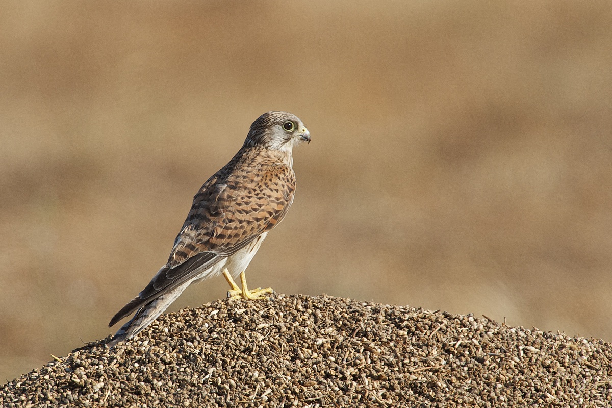 kestrel
