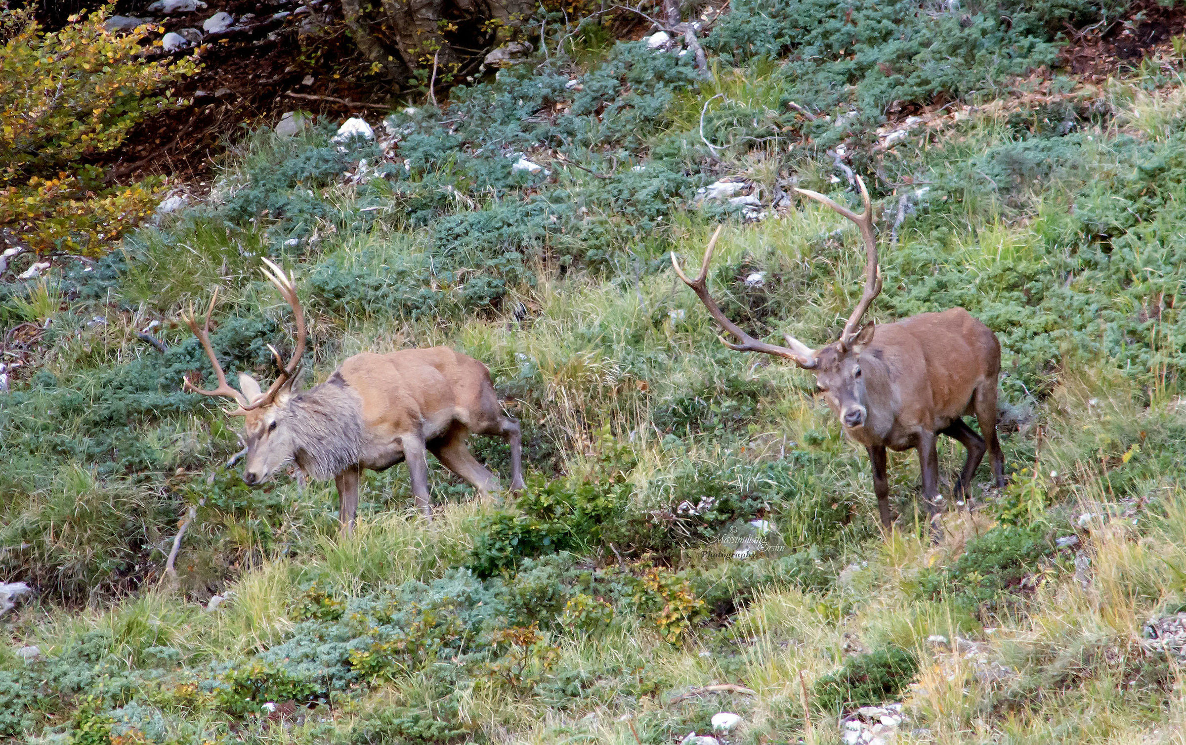 Il vecchio ed il suo compagno