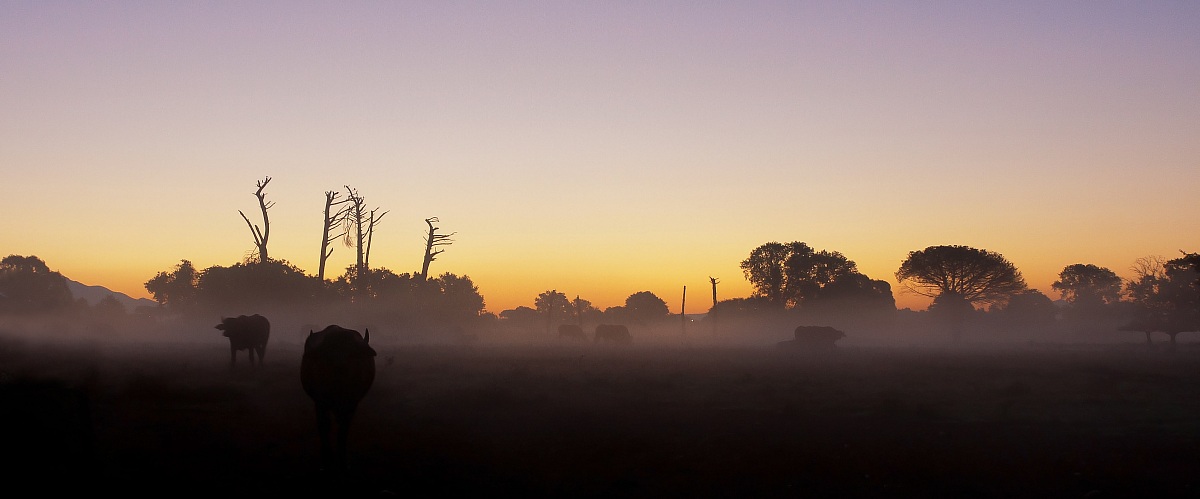 Una Bufala di Alba 2