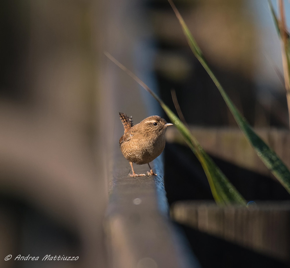 Wren